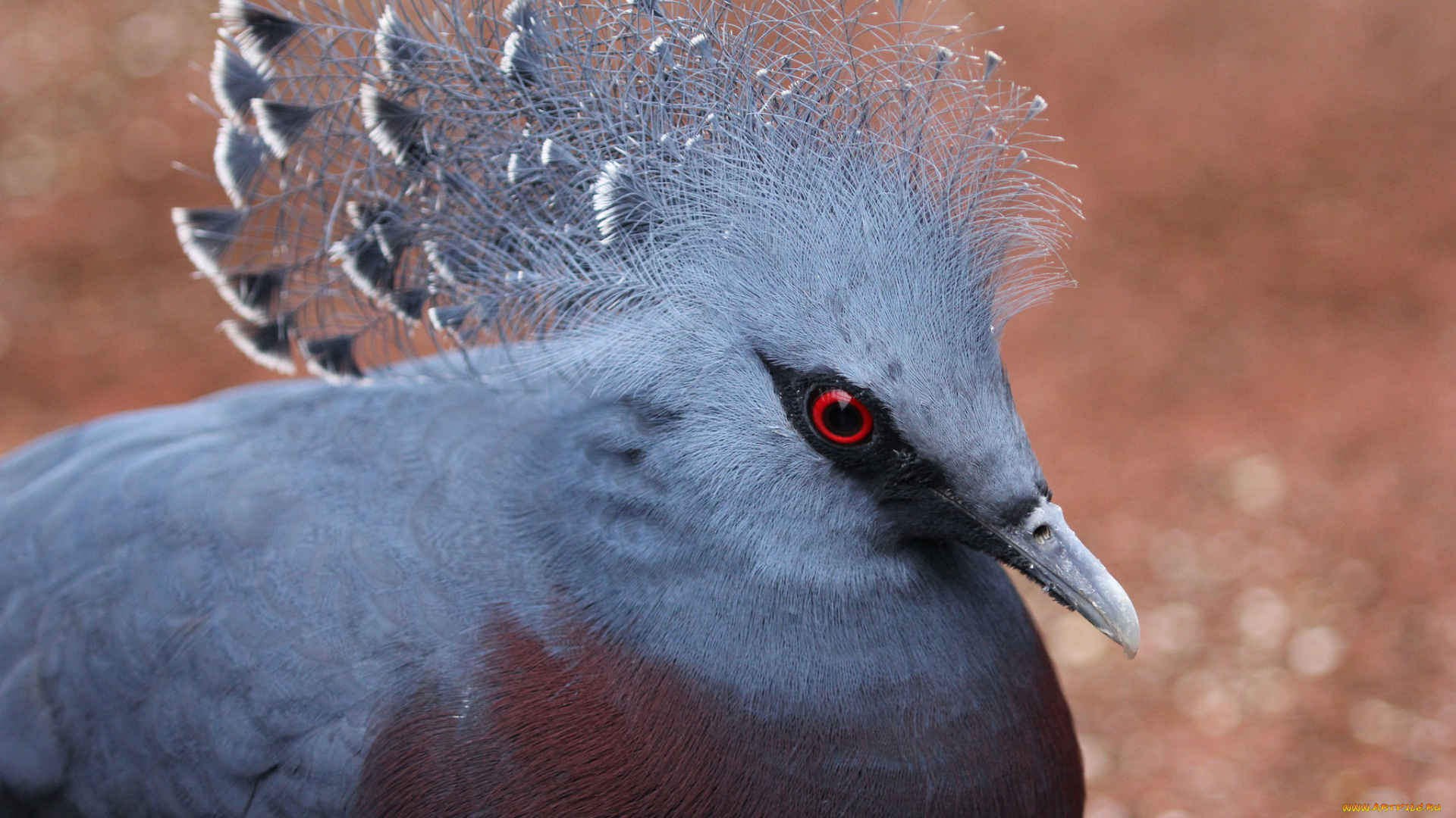 животные, голуби, птица