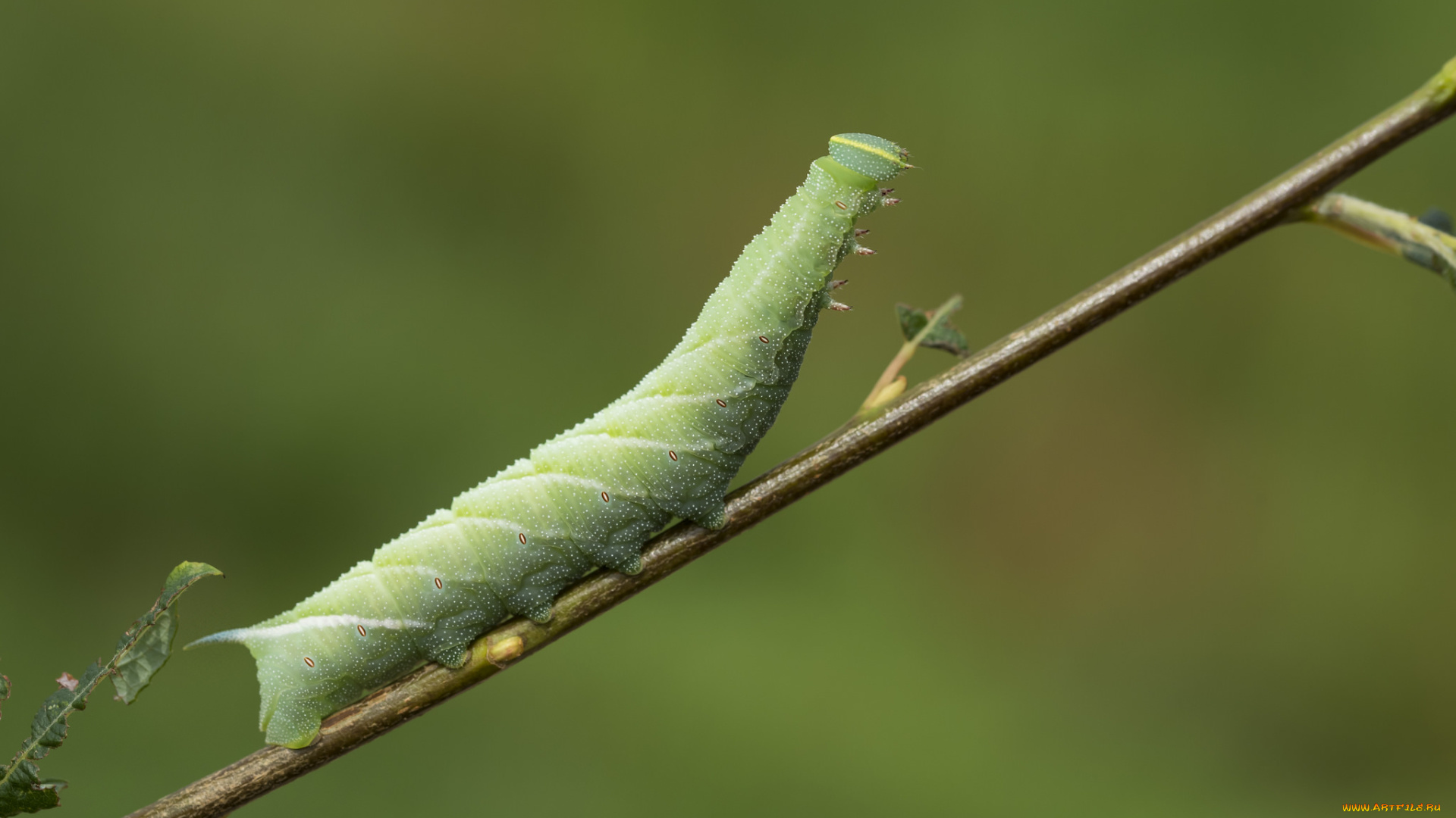 животные, гусеницы, гусеница