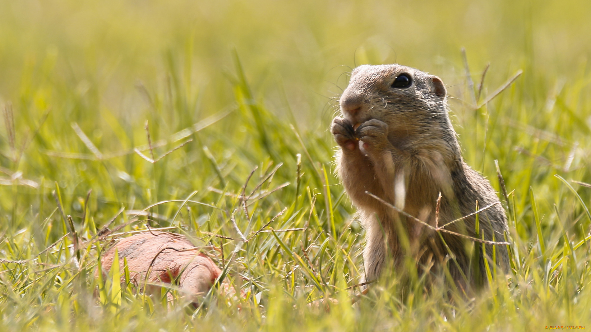 животные, хорьки, , куницы, , горностаи, , ласки, , соболи, зверёк
