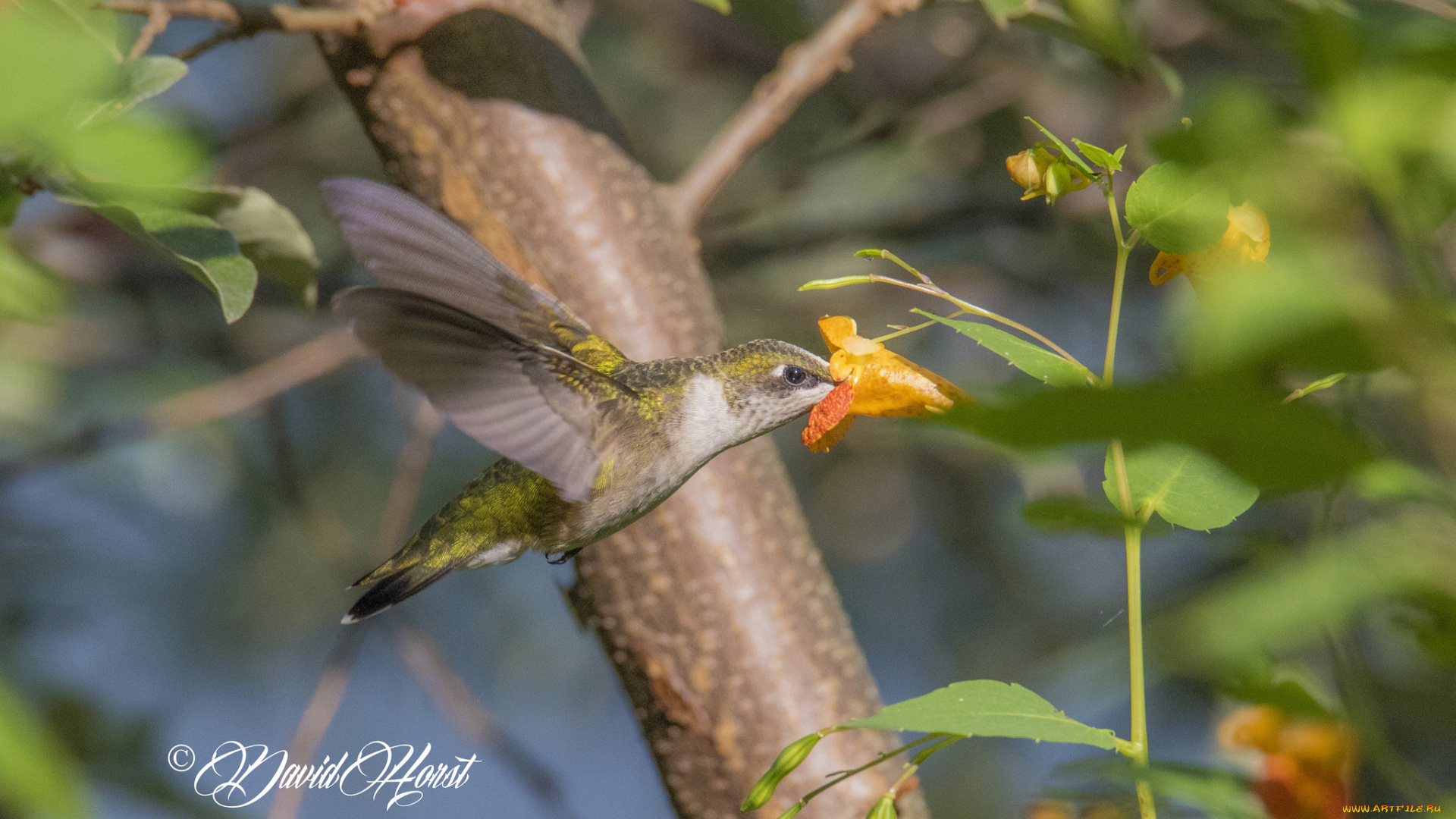 животные, колибри