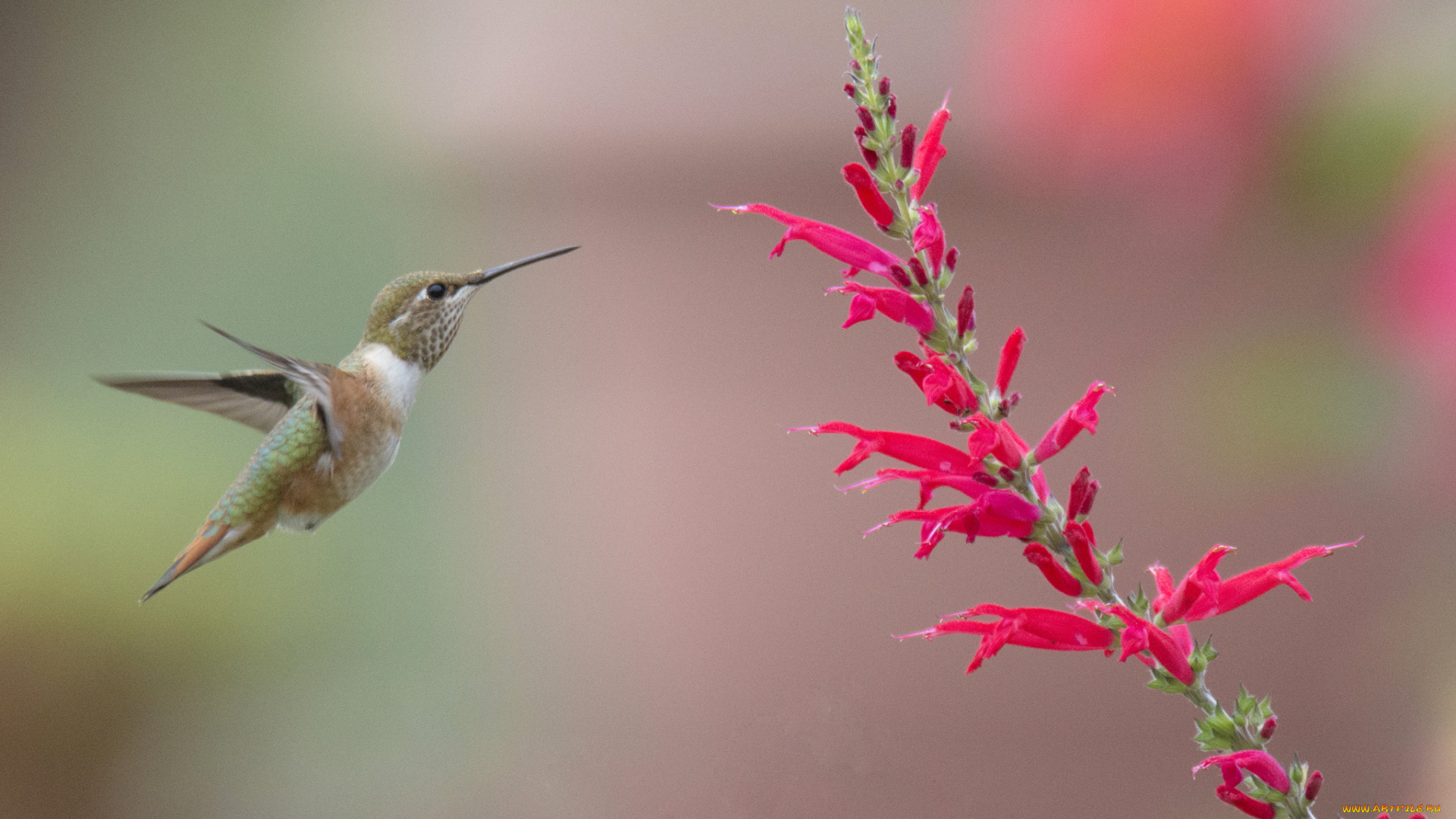 животные, колибри, птичка