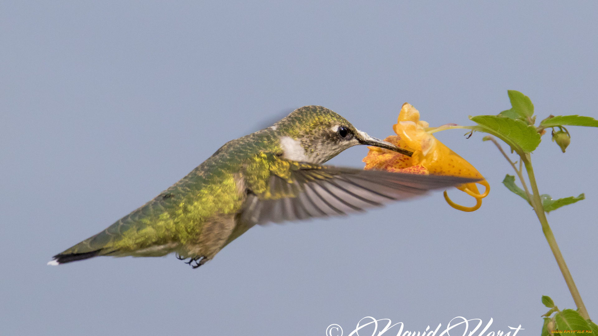 животные, колибри, птичка