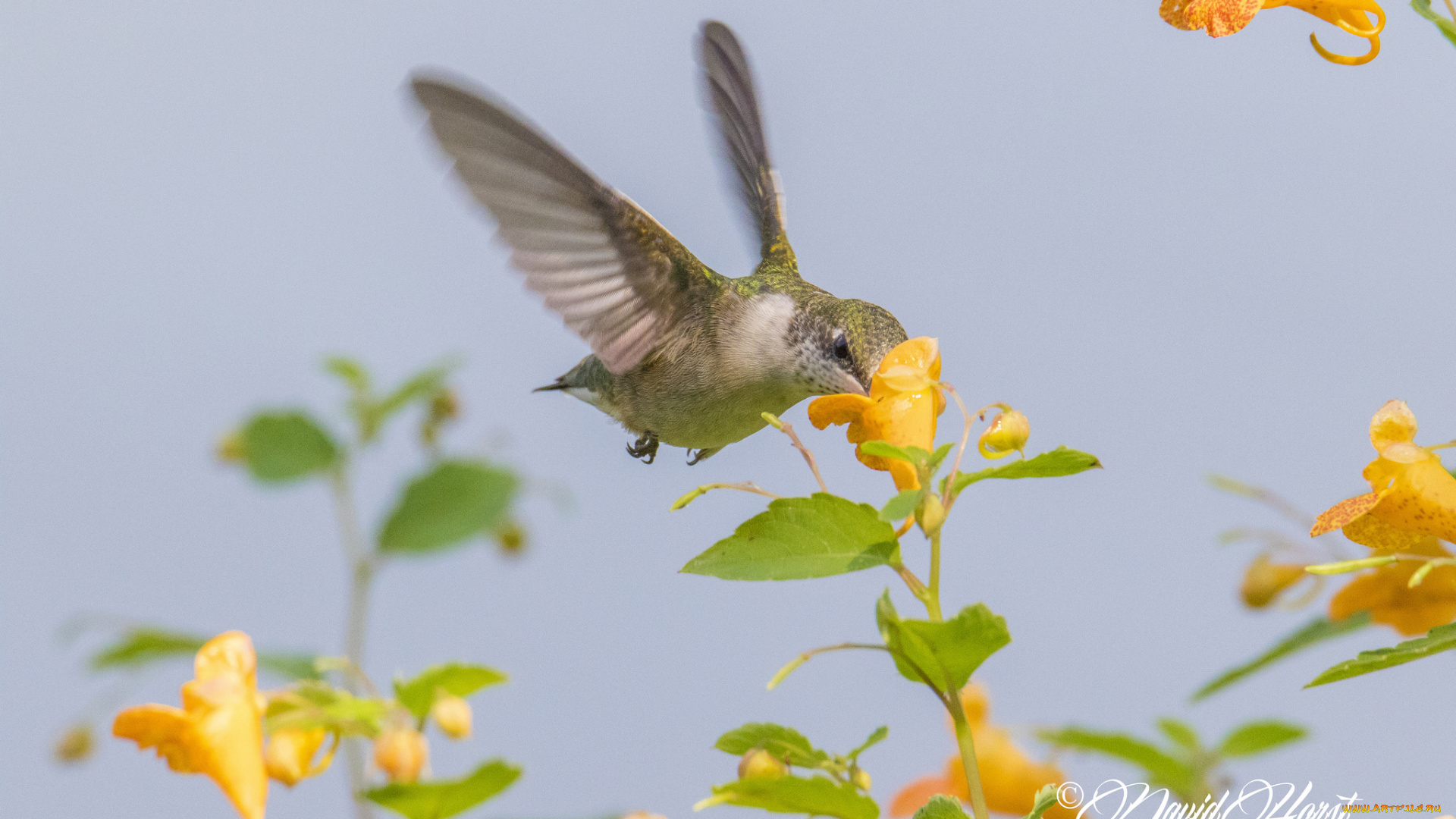 животные, колибри, птичка