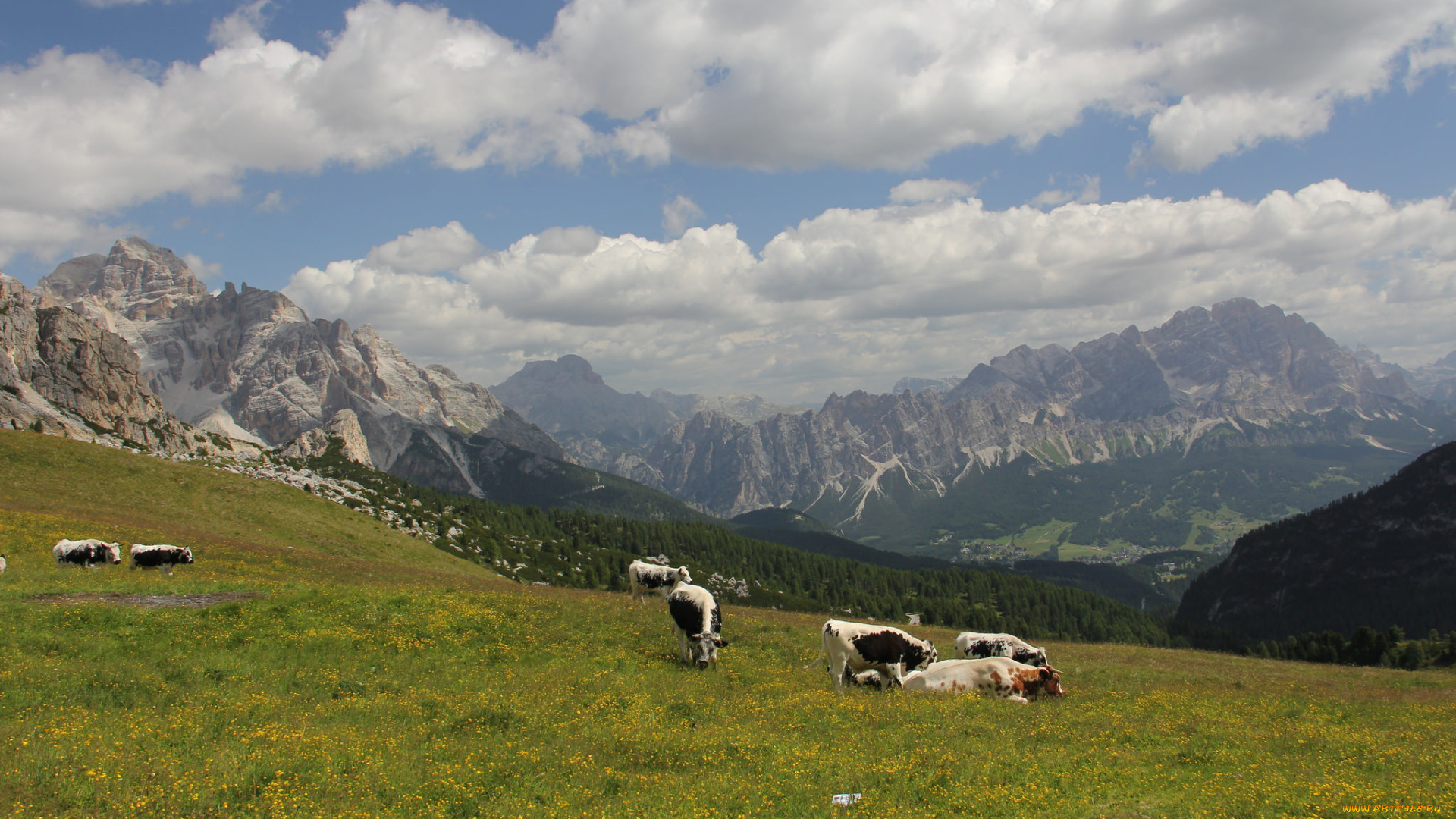 животные, коровы, , буйволы