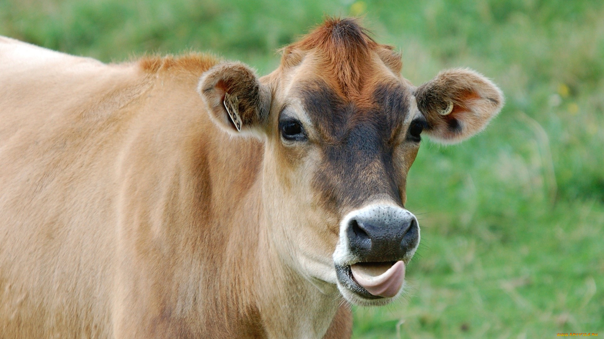 животные, коровы, , буйволы, взгляд