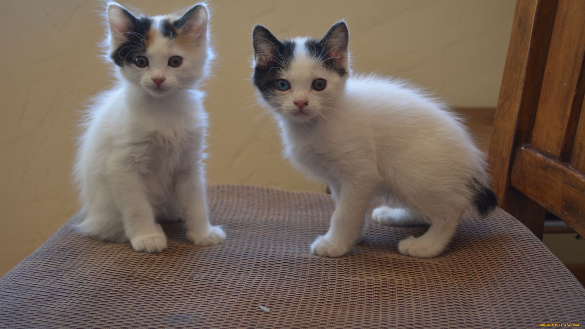 животные, коты, бобтейла, два, японского, котёнка