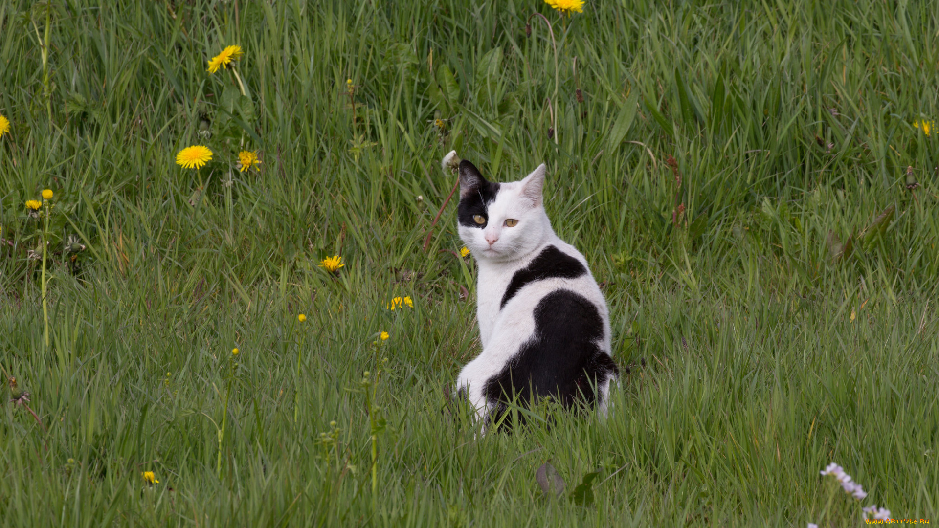 животные, коты, киса