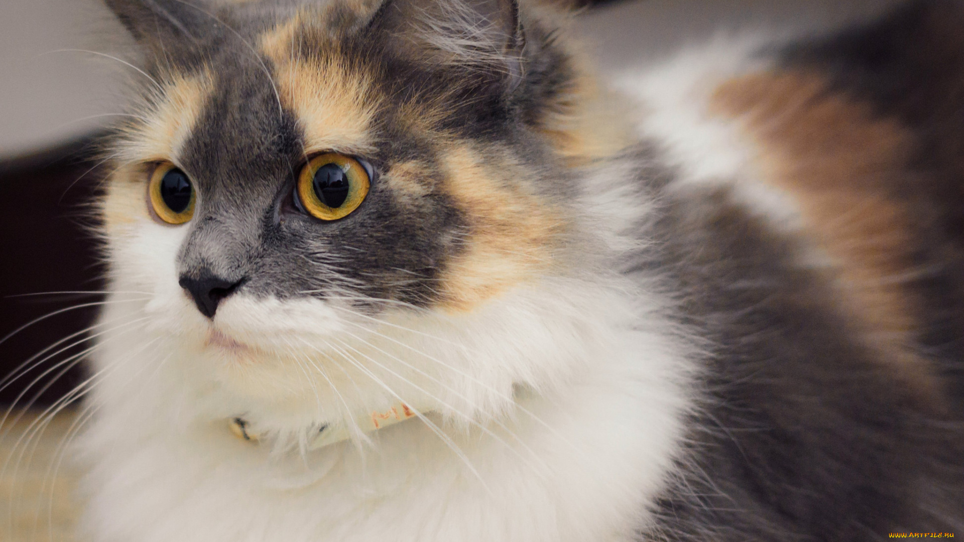 животные, коты, кошка