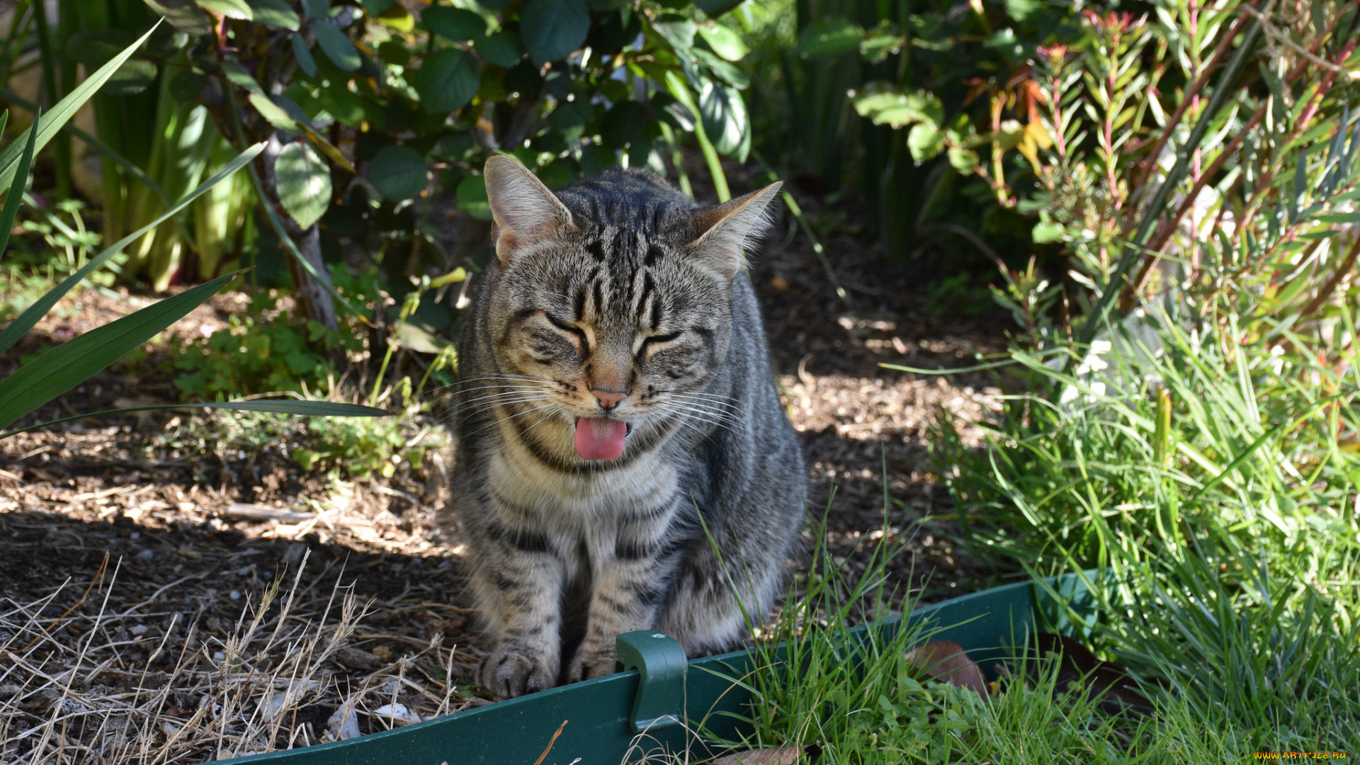 животные, коты, кот