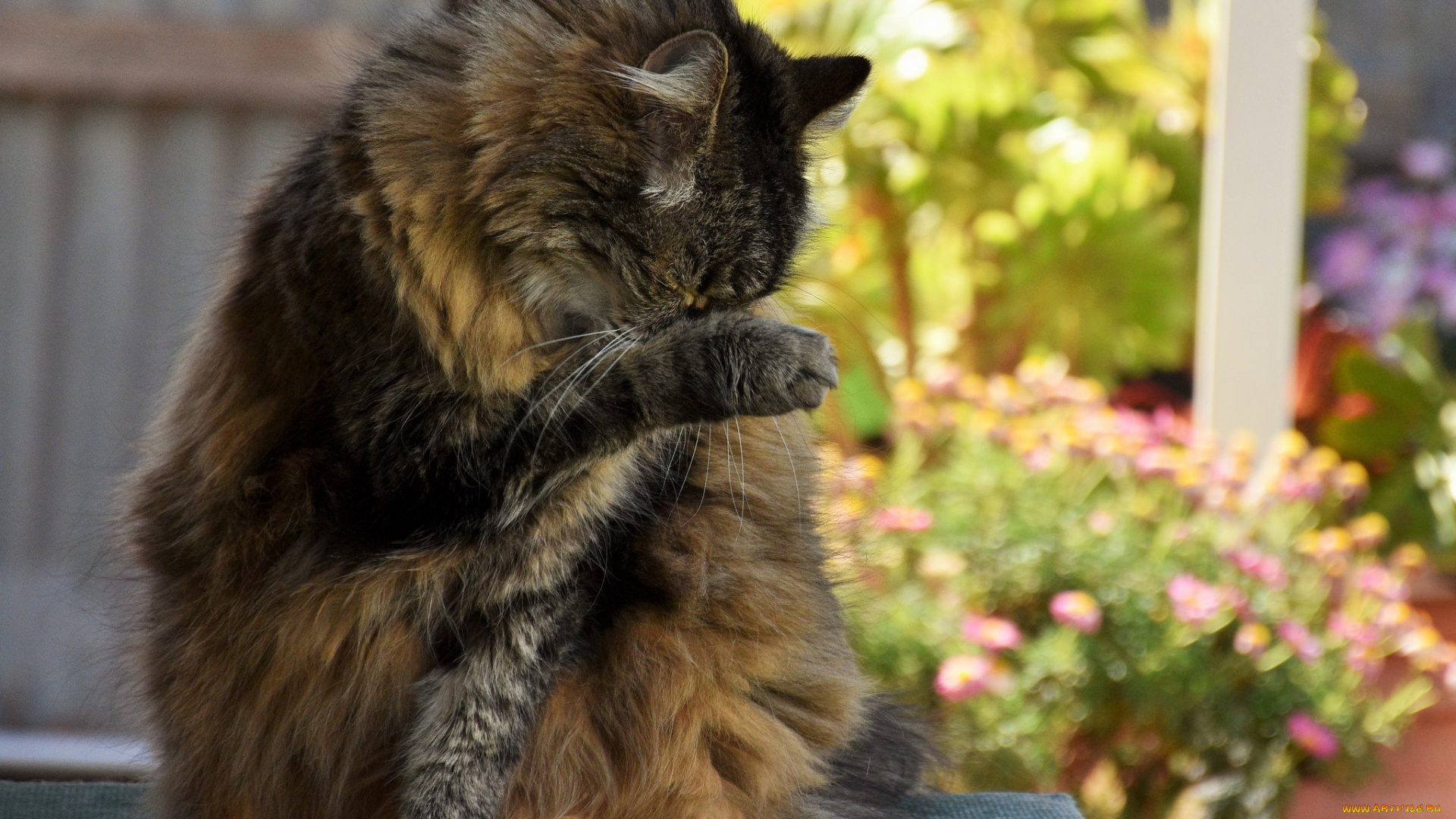 животные, коты, кот