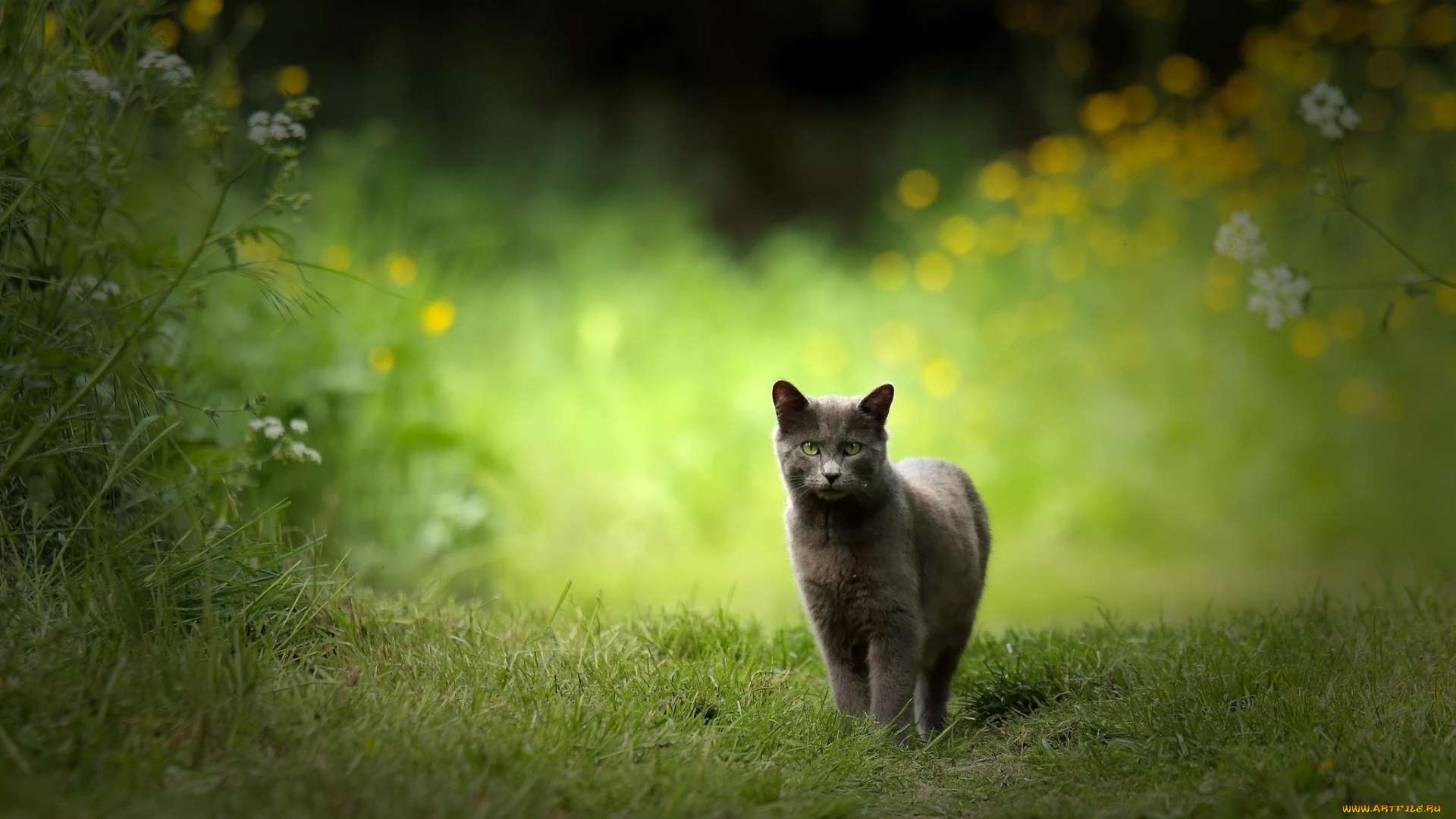 животные, коты, растения, взгляд