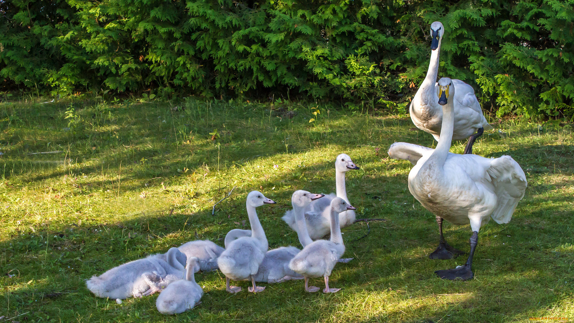 животные, лебеди