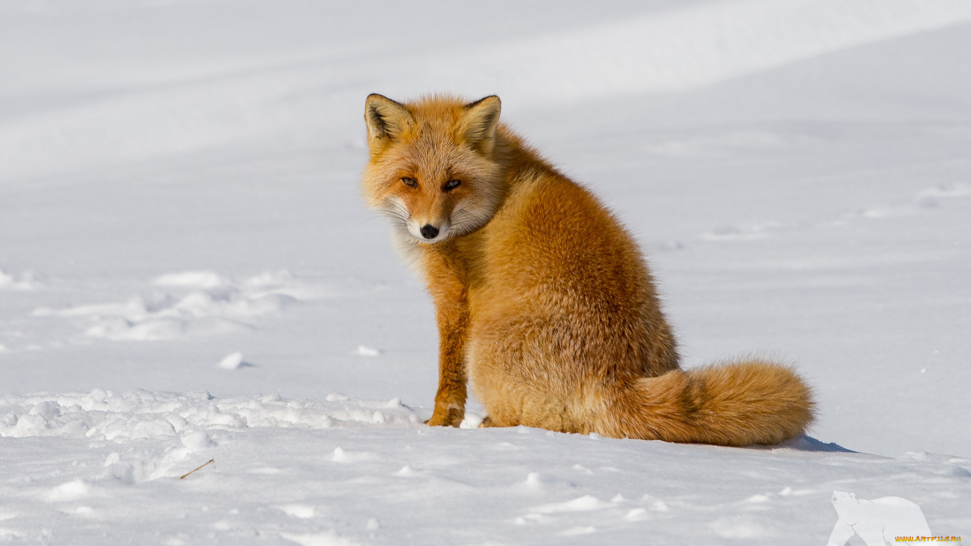 животные, лисы, лиса