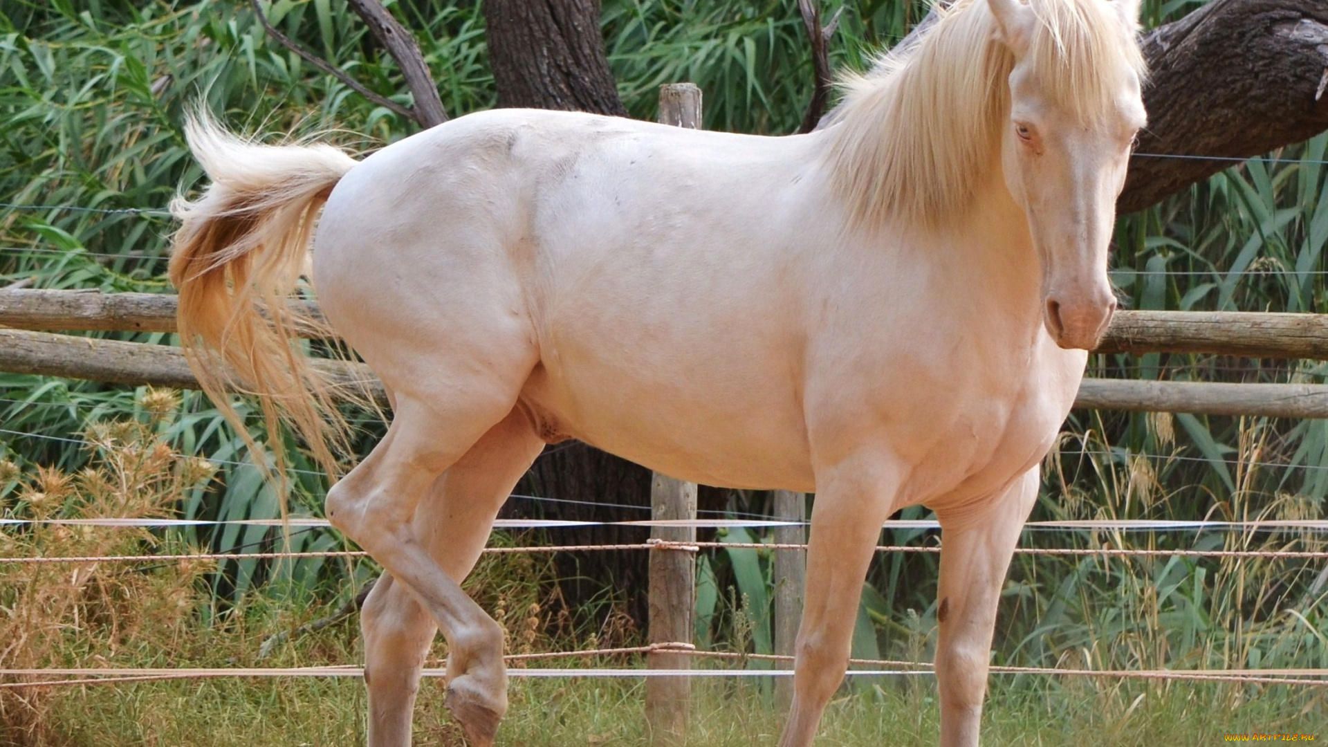 животные, лошади, фон, лошадь