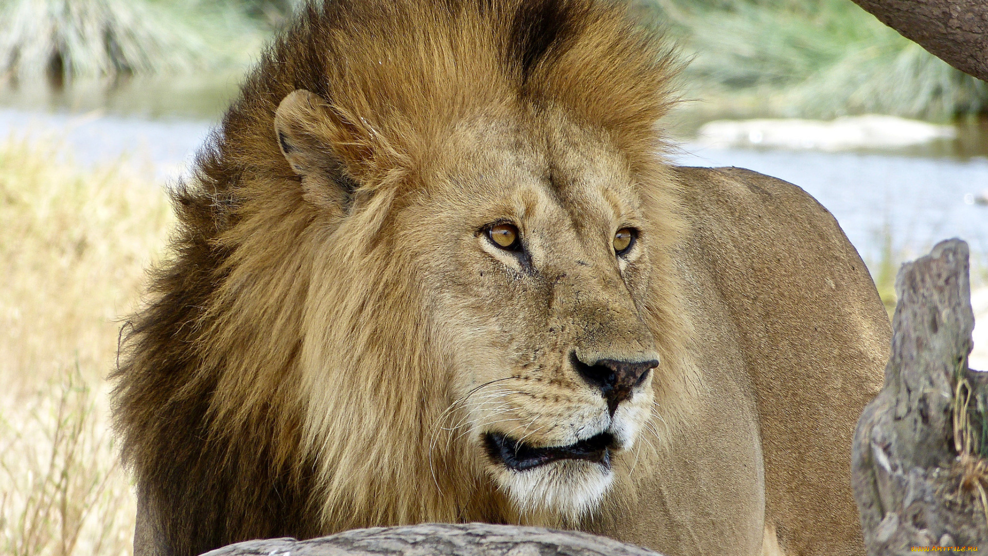 животные, львы, лев