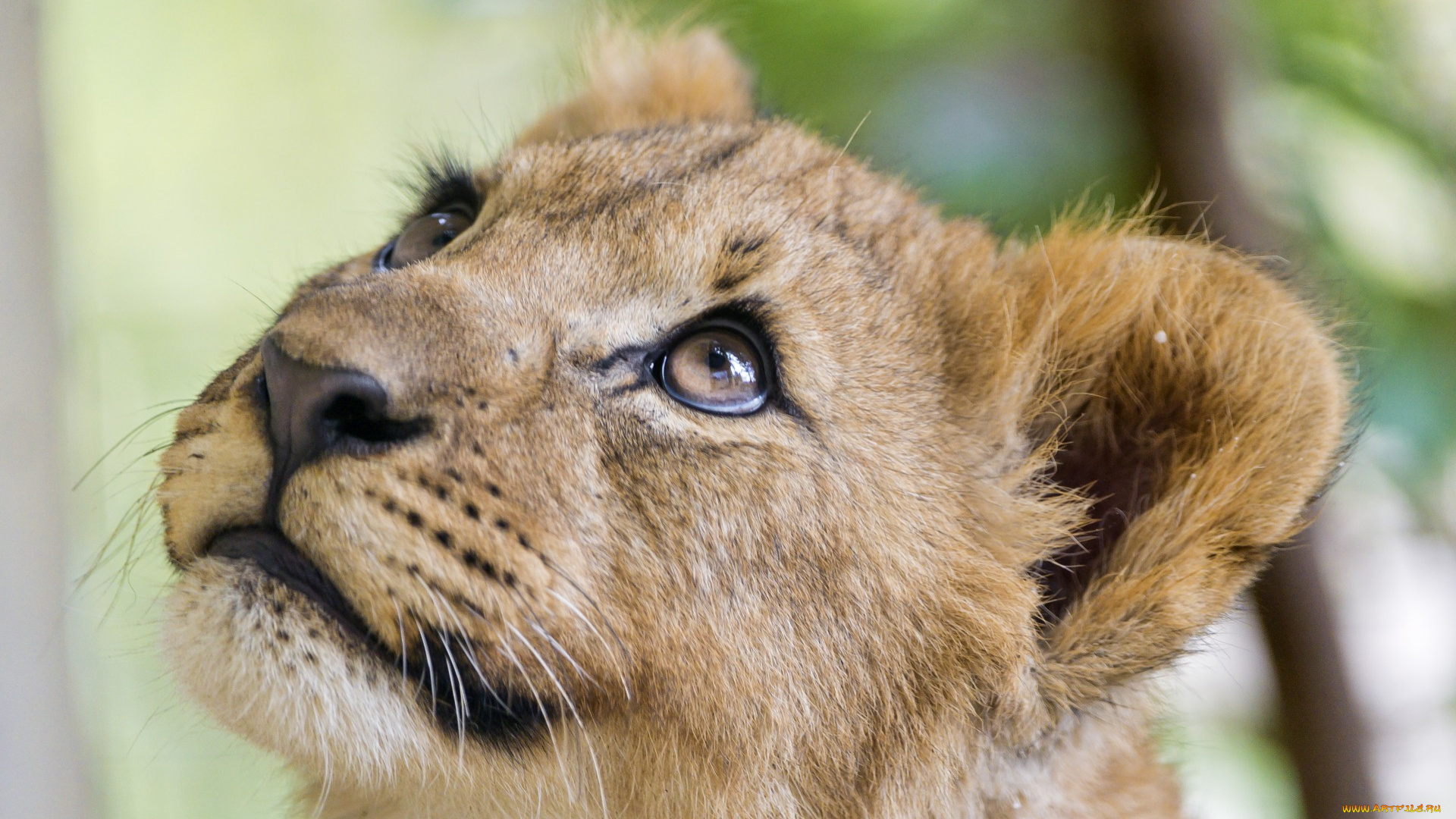 животные, львы, взгляд, морда