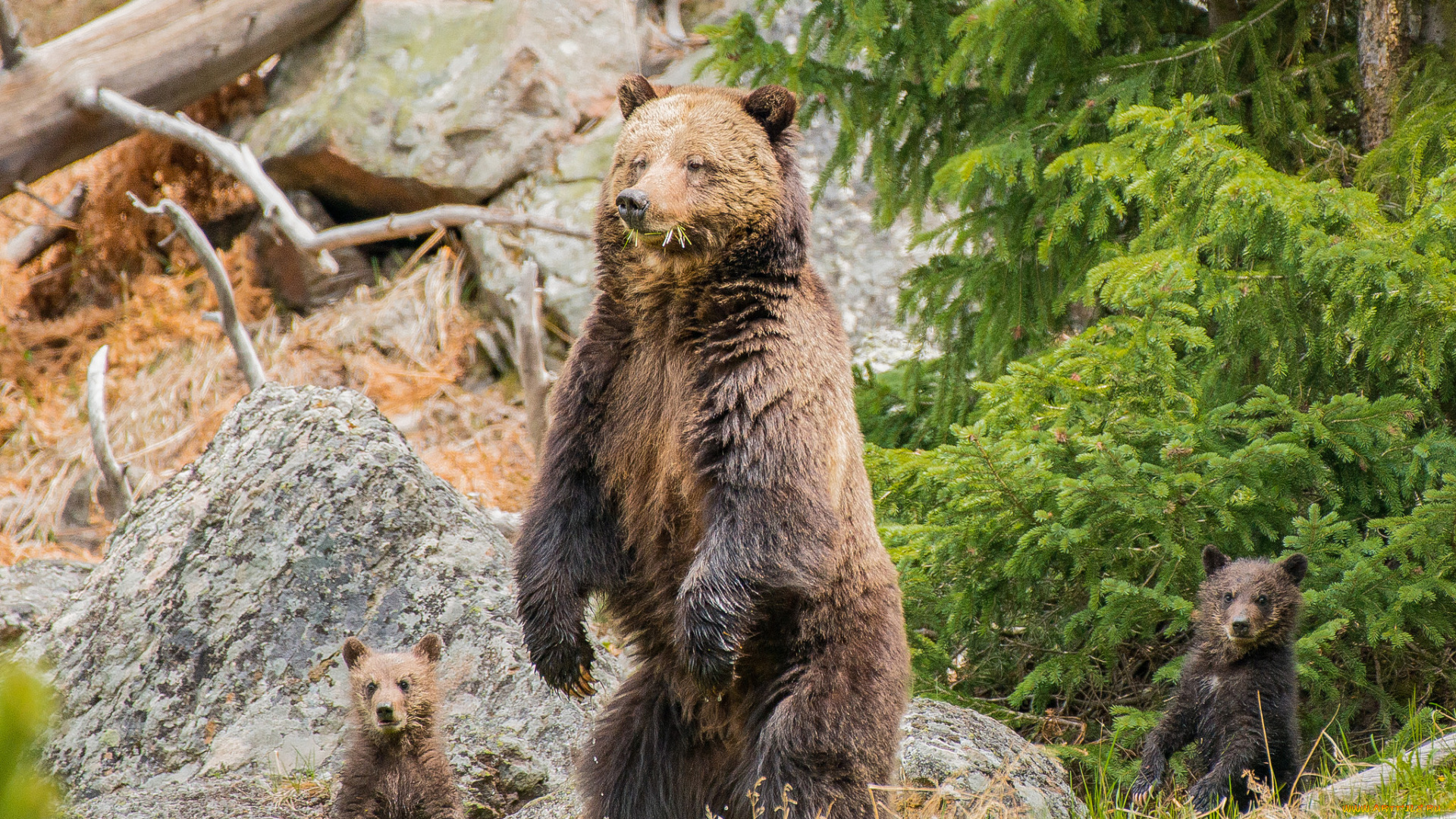 животные, медведи, мишки