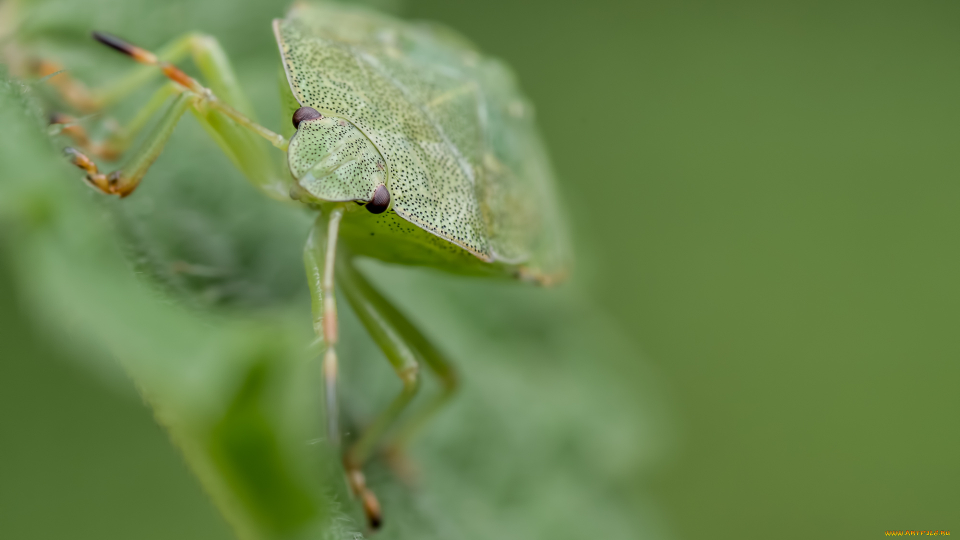 животные, насекомые, клоп