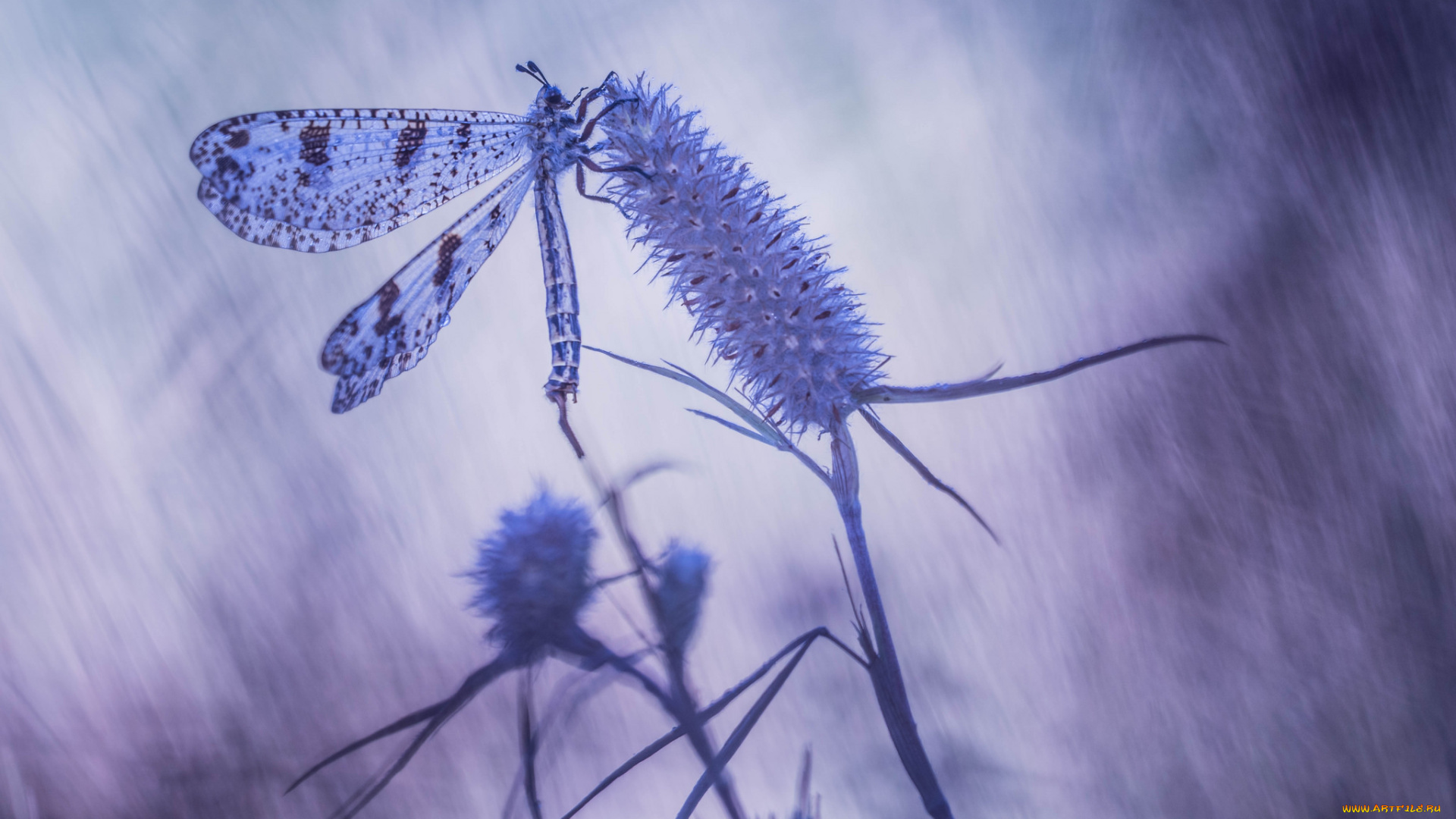 животные, насекомые, макро