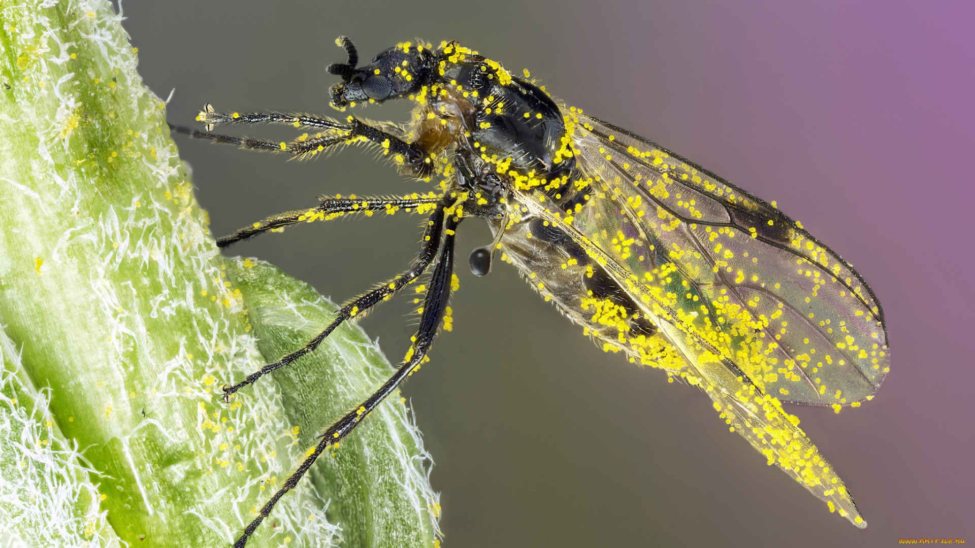 животные, насекомые, мошка