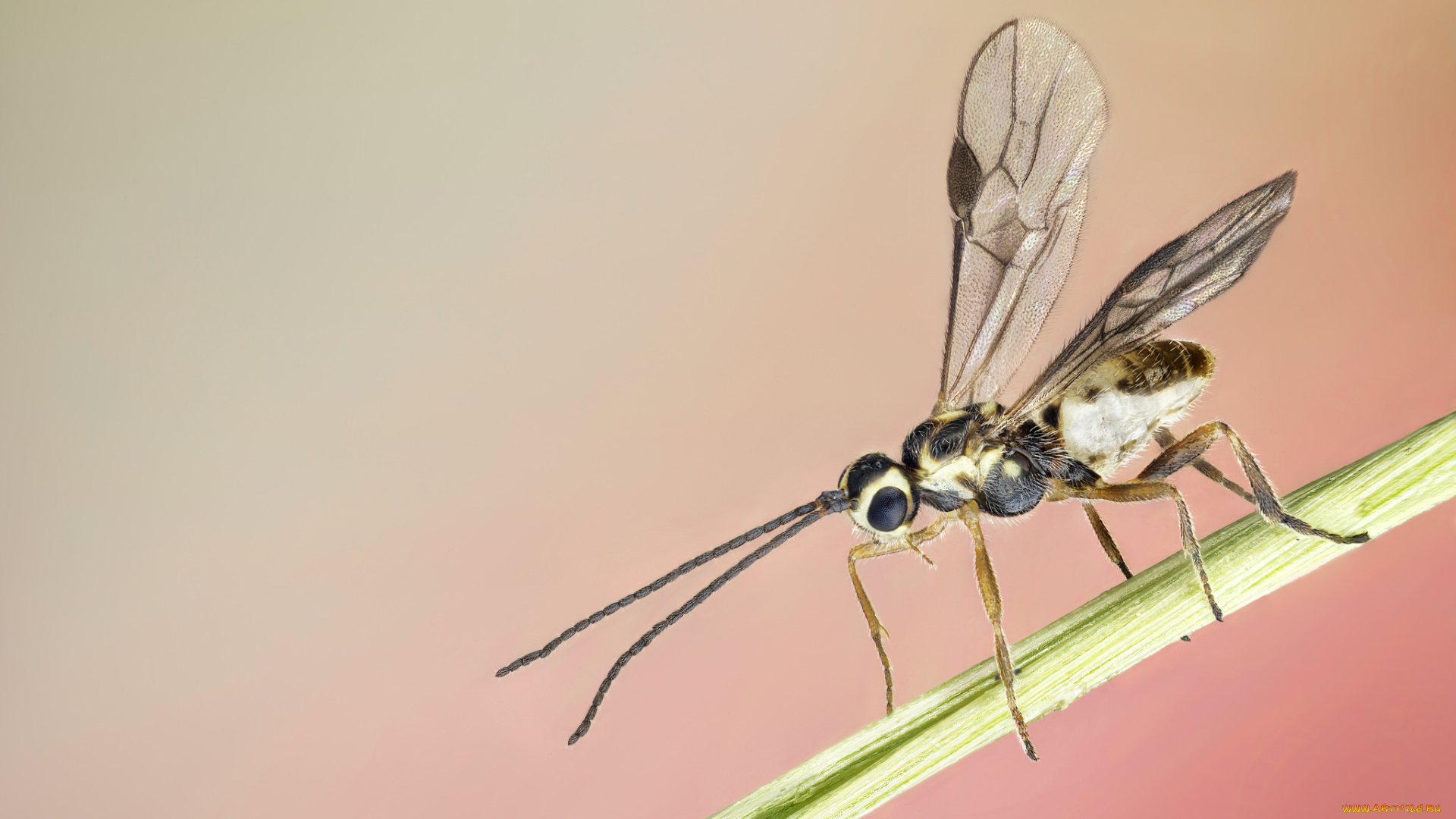 животные, насекомые, мошка