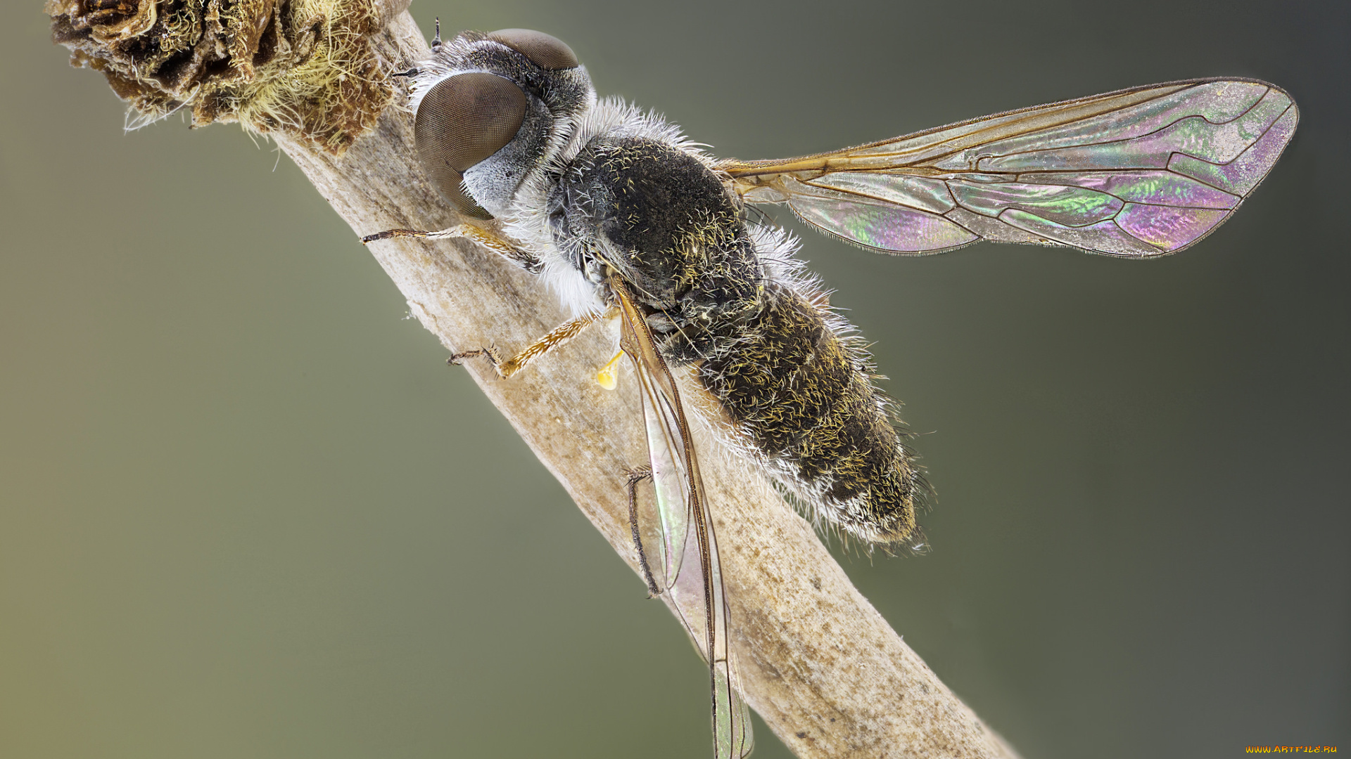 животные, насекомые, муха