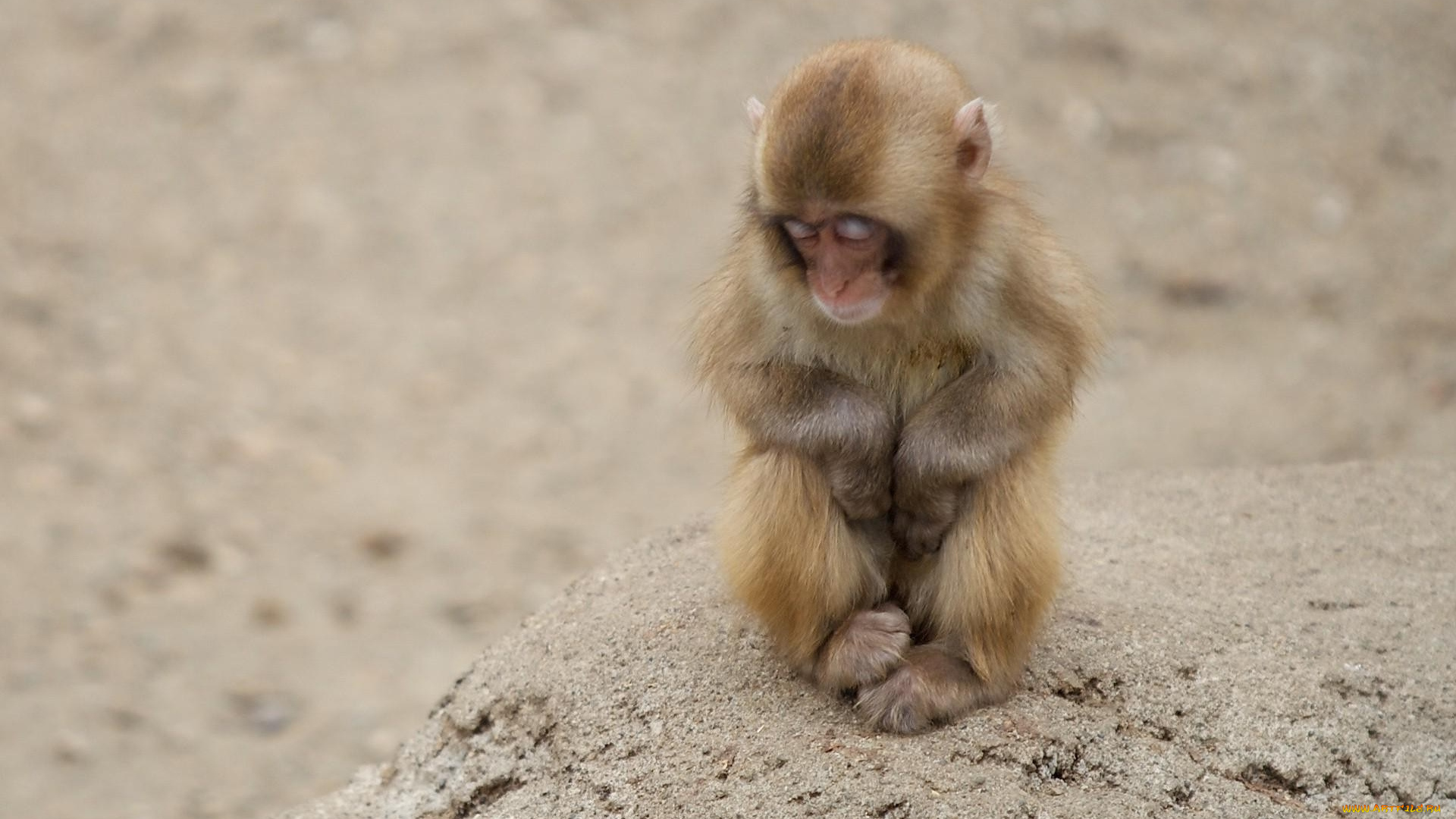 животные, обезьяны, детеныш