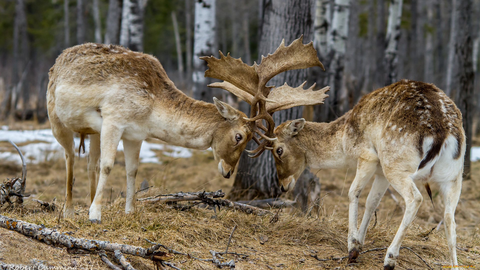 животные, олени