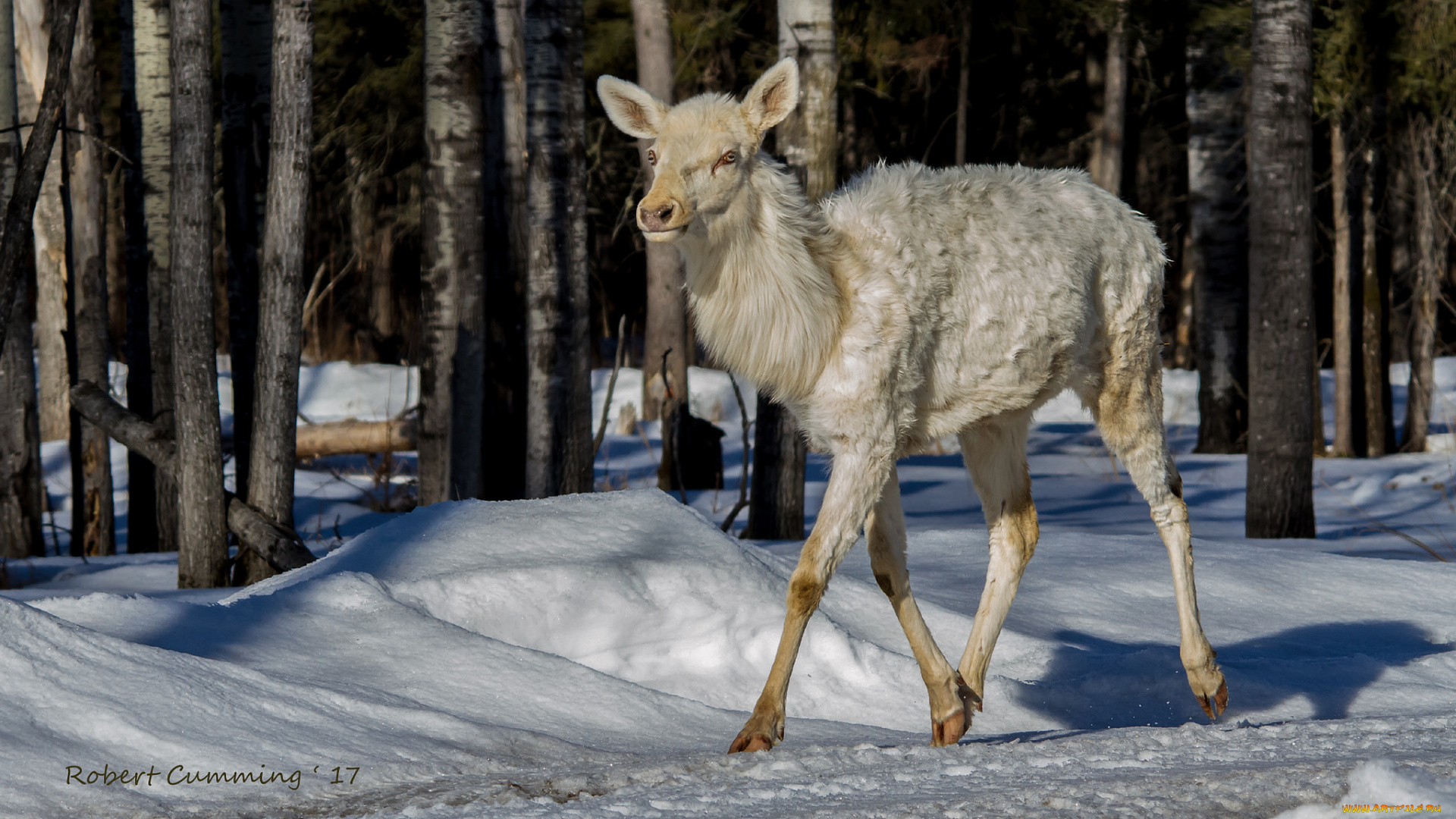 животные, олени, белый