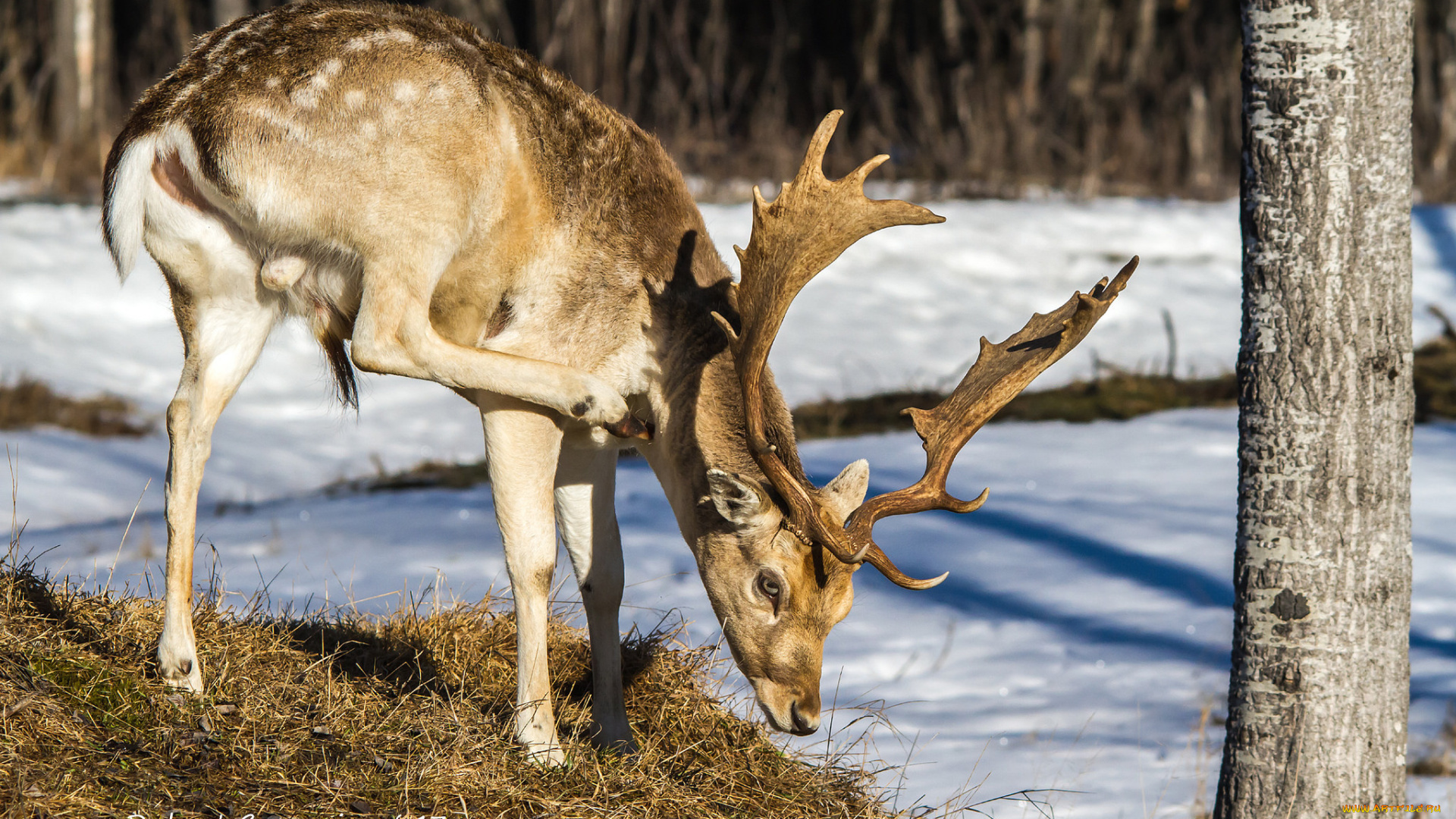 животные, олени, олень