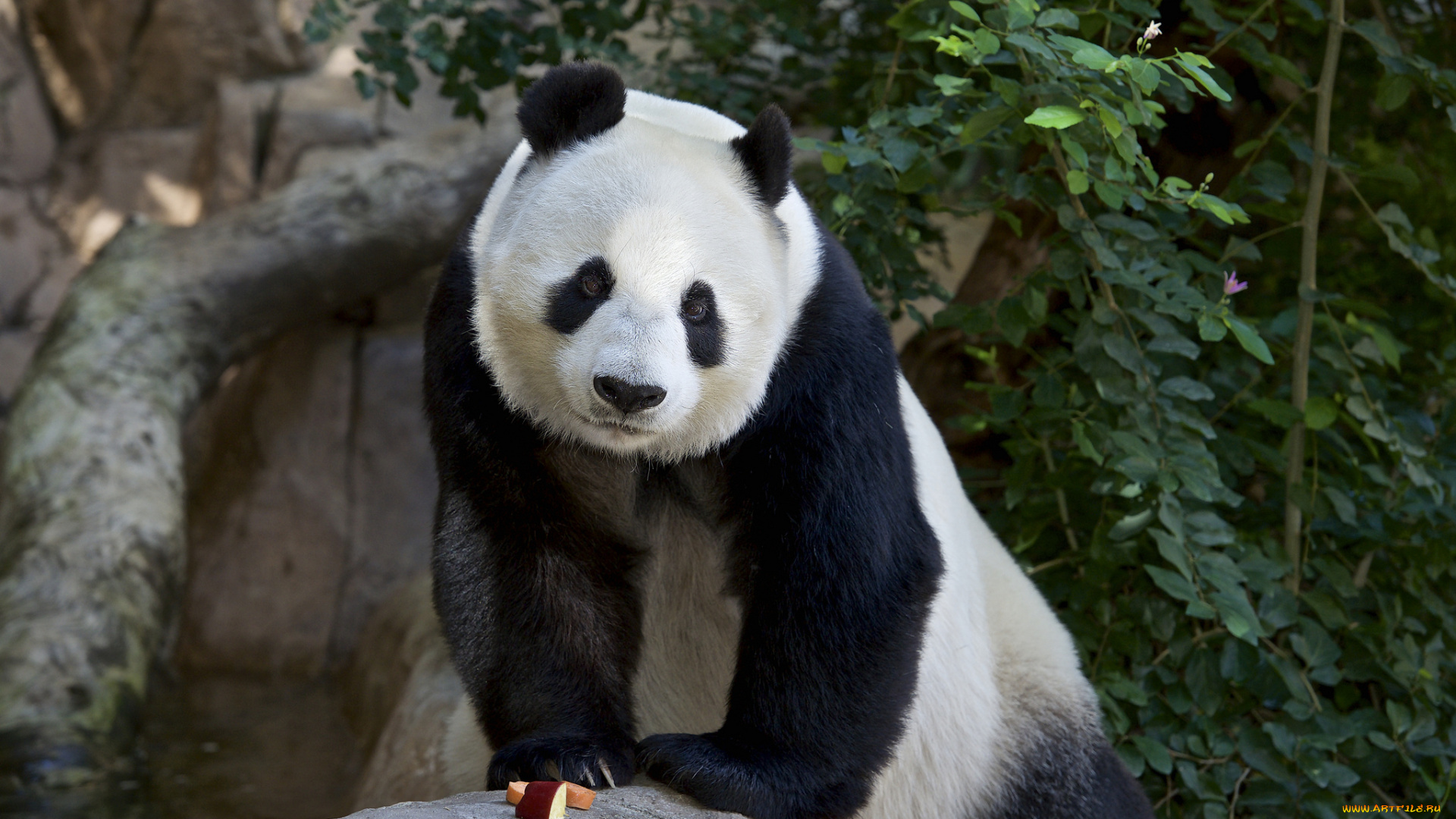 животные, панды, отдых, дерево, панда, природа, животное