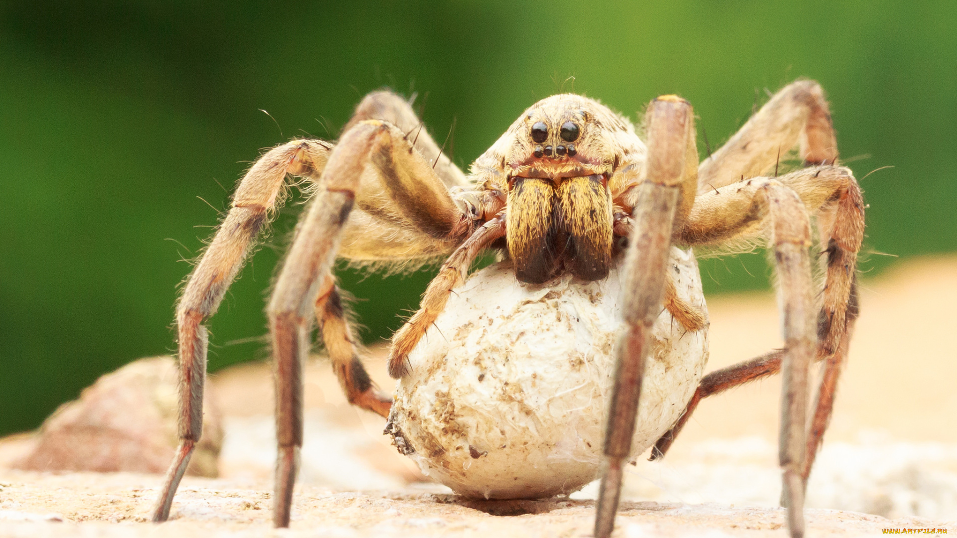 животные, пауки, паук