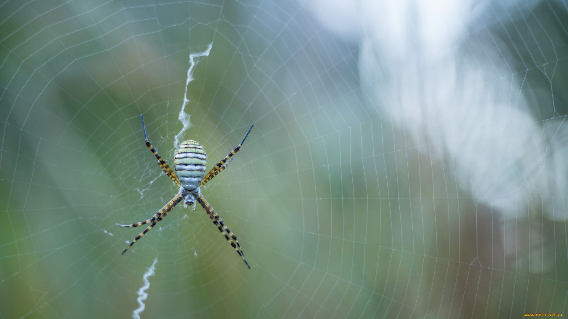 животные, пауки, паук