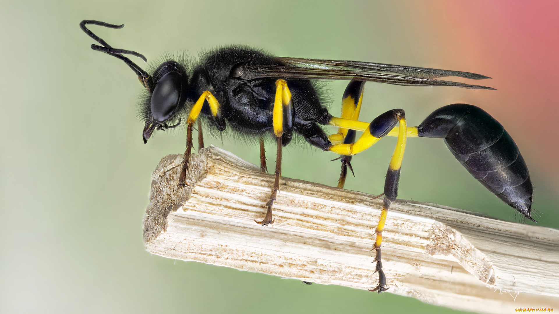 животные, пчелы, , осы, , шмели, оса