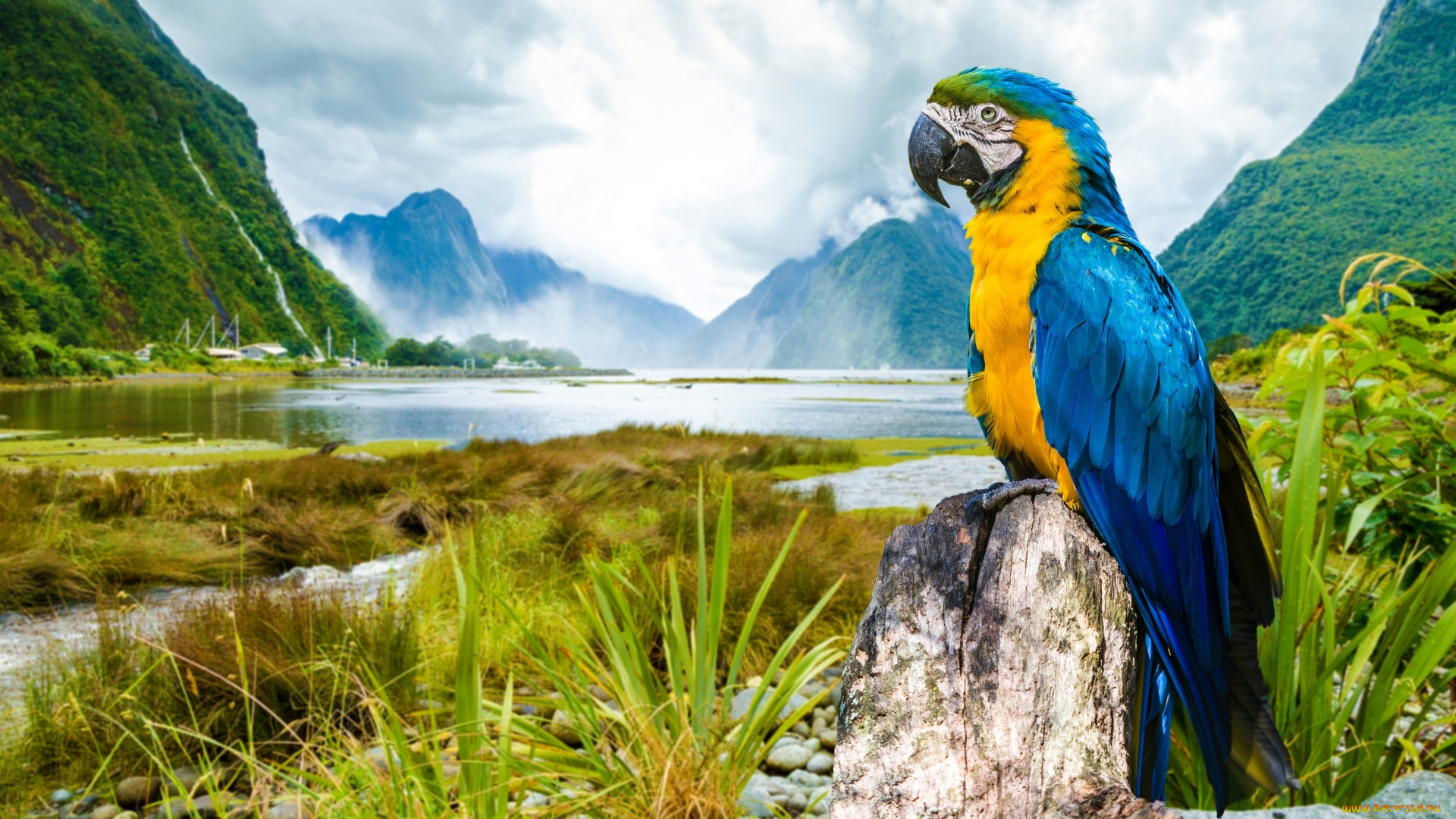 животные, попугаи, природа