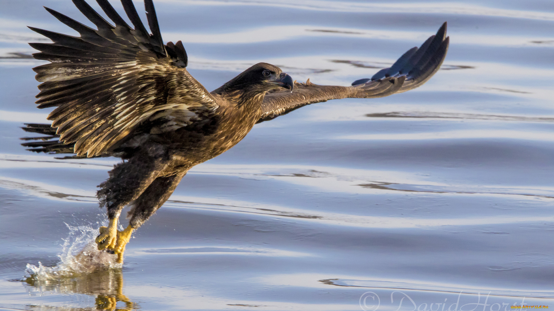 животные, птицы, -, хищники, птица
