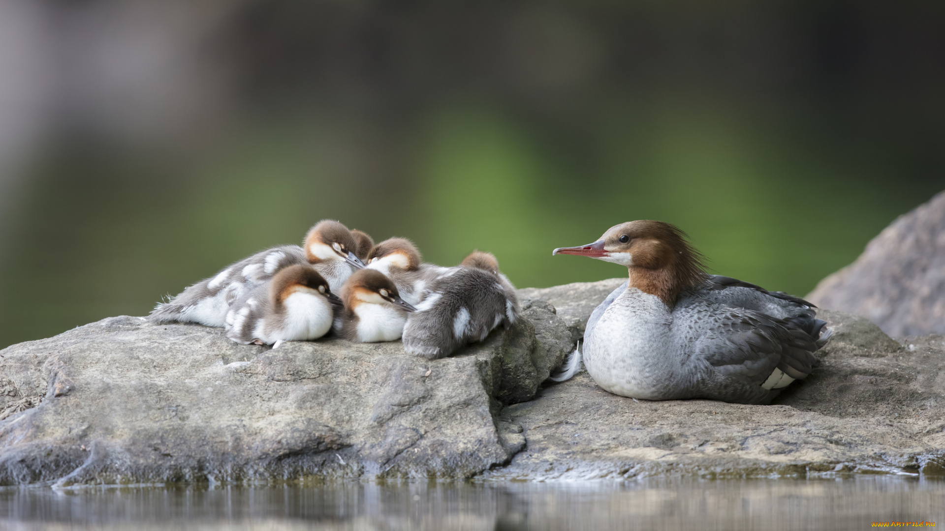 животные, птицы, перья, птица, окрас, клюв