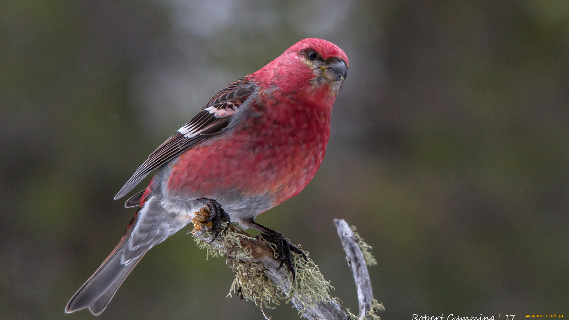животные, птицы, птица