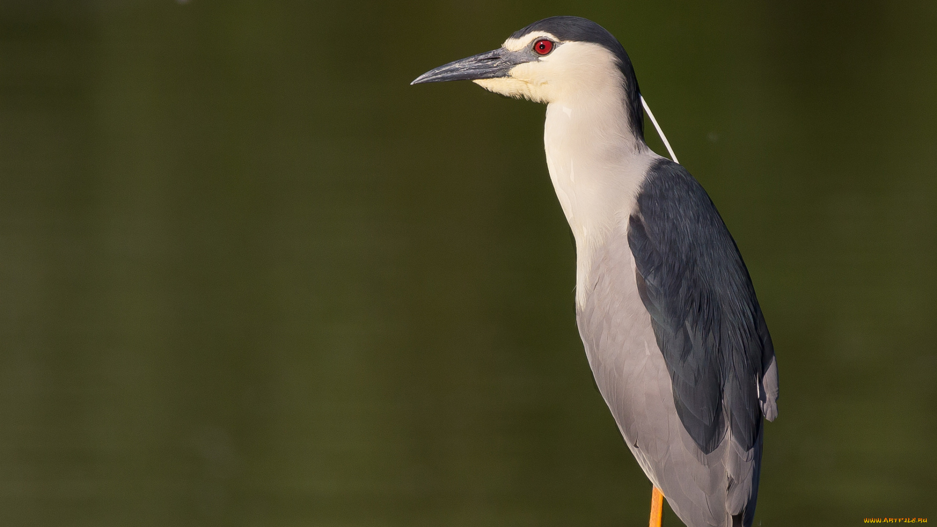 животные, птицы, птица