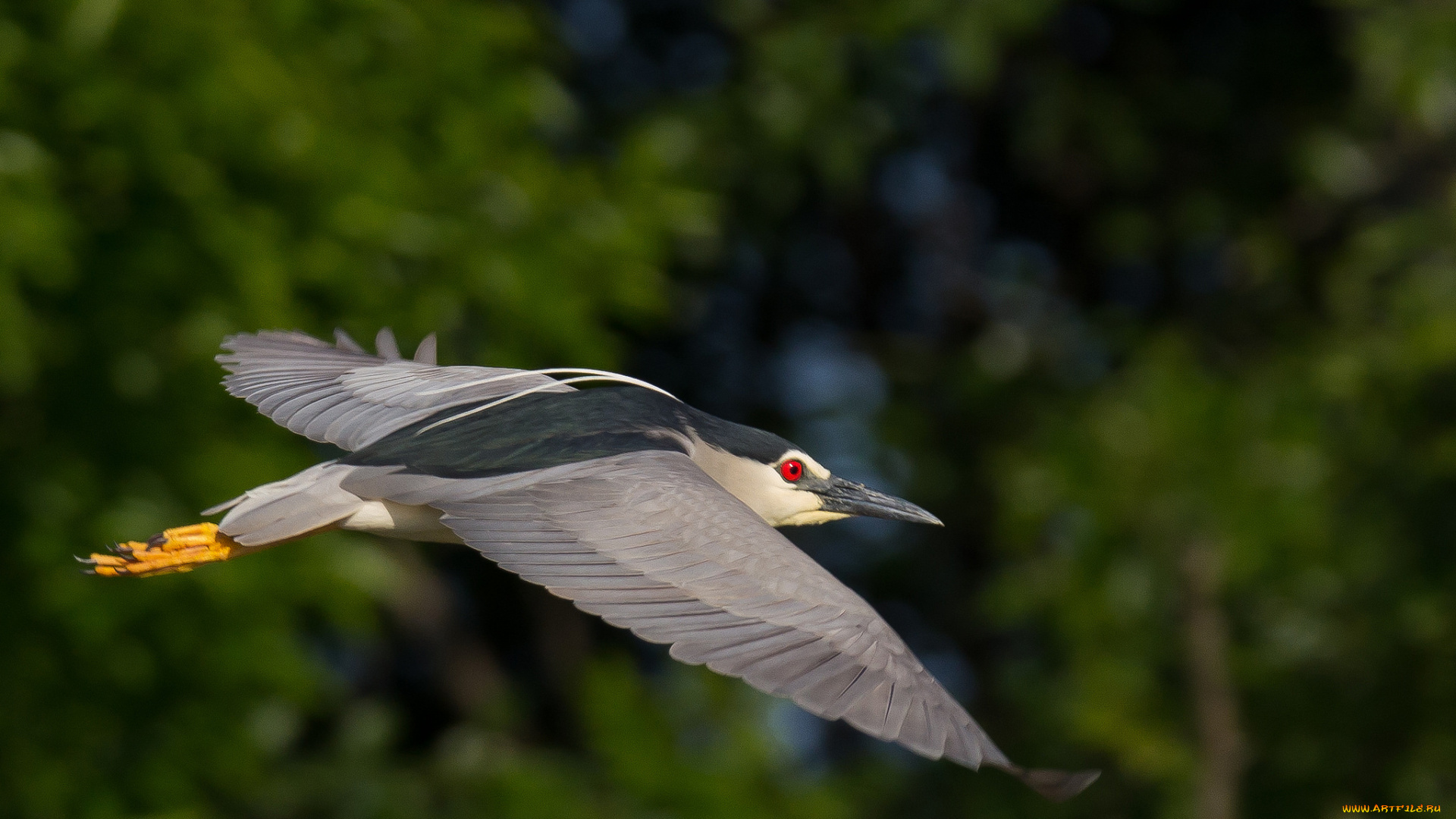 животные, птицы, птица