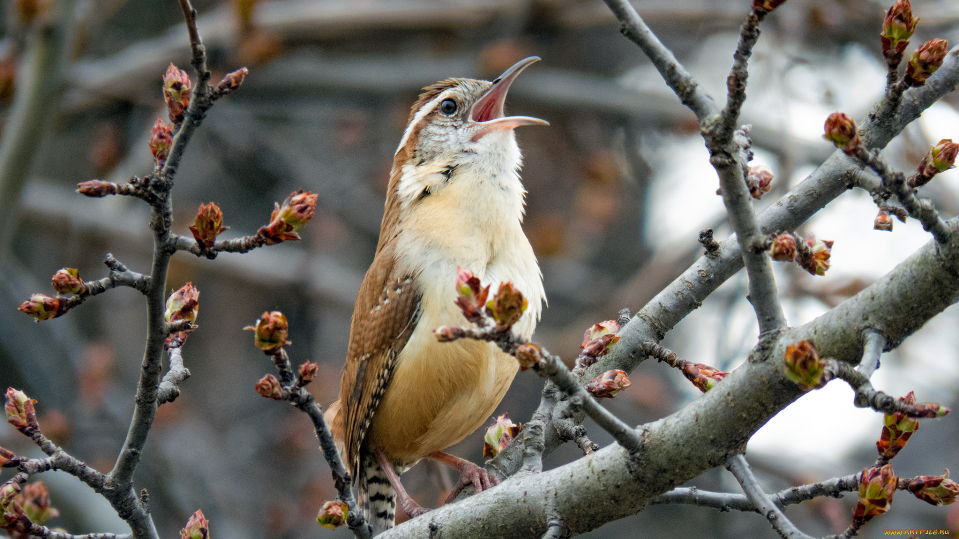 животные, птицы, птица