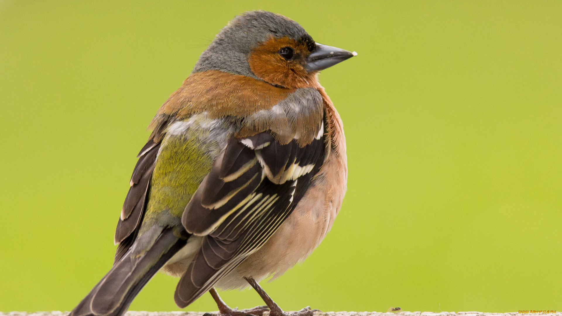 животные, птицы, птица