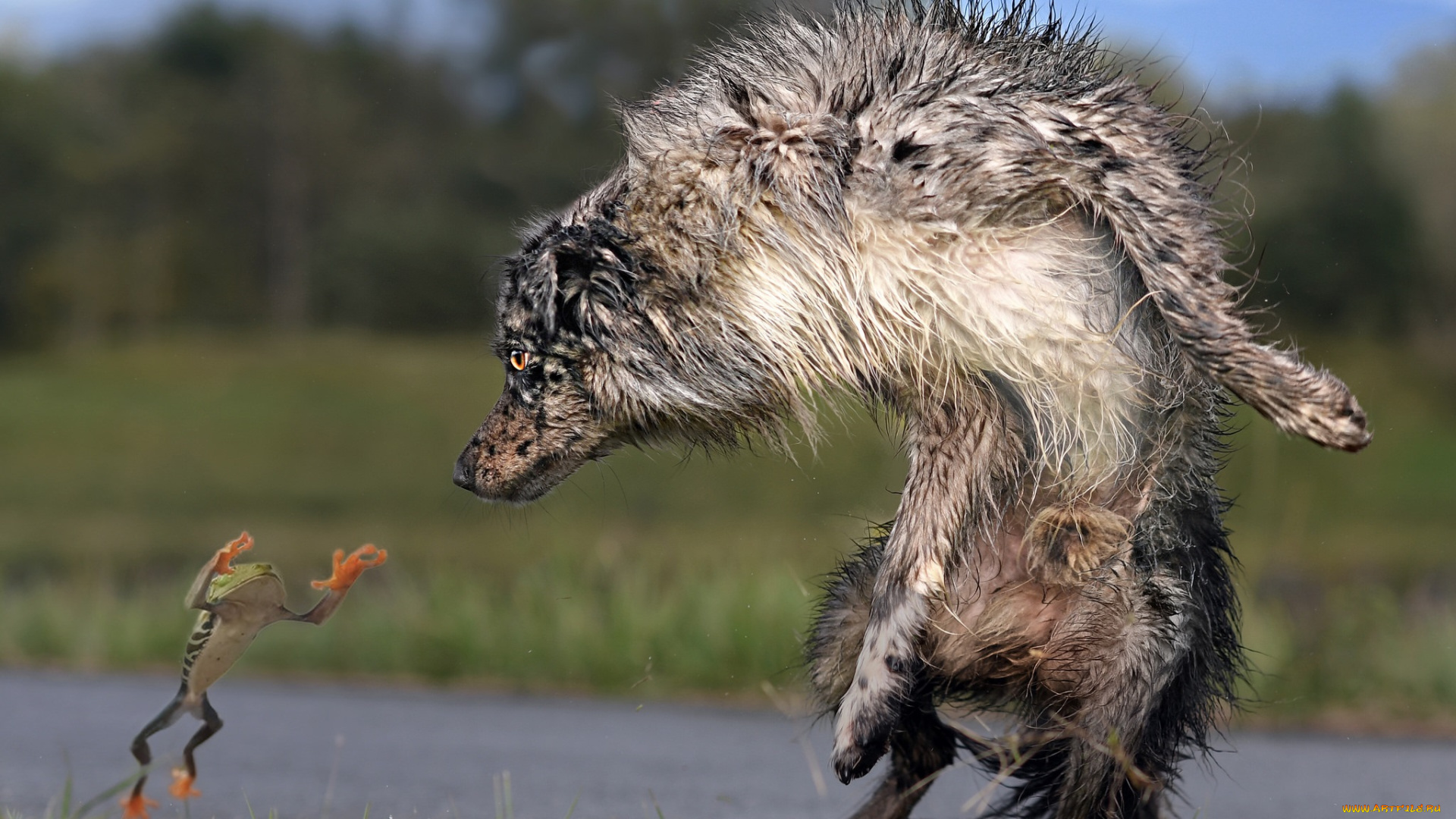 животные, разные, вместе, испуг