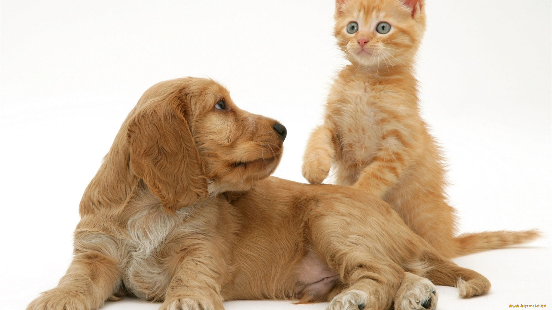 животные, разные, вместе, котенок, спаниель, рыжие, щенок