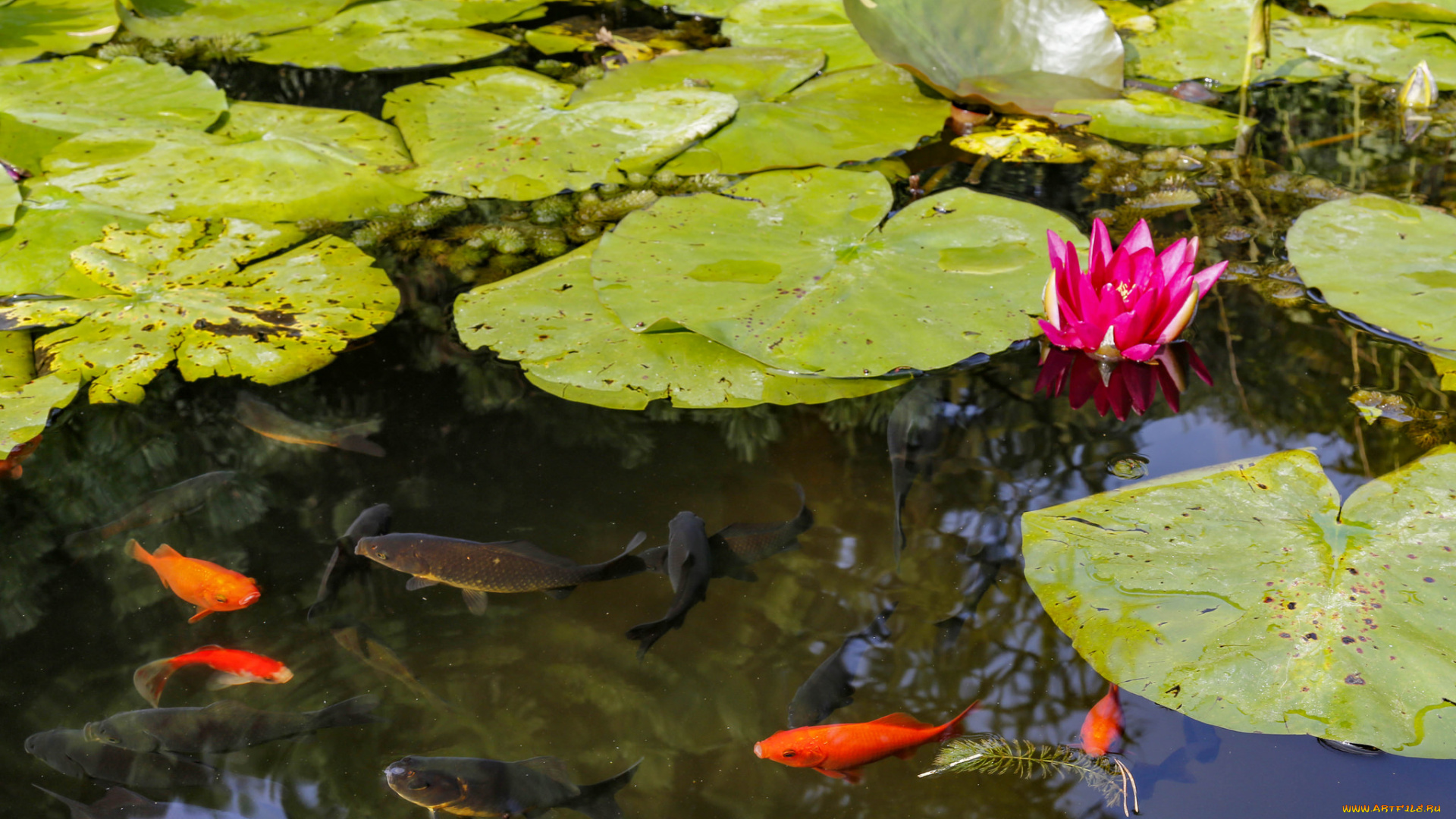 животные, рыбы, рыбки