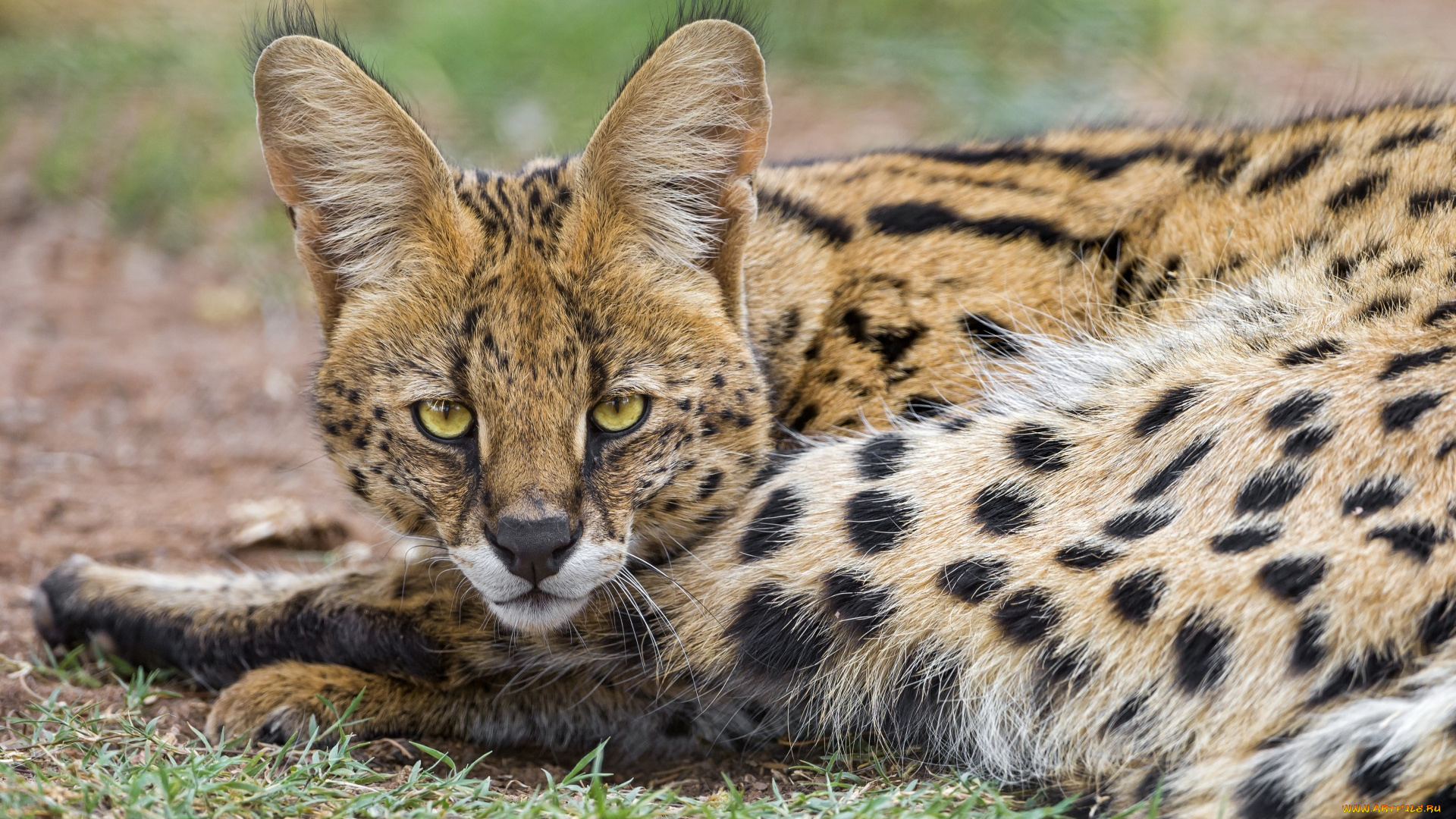 животные, сервалы, взгляд