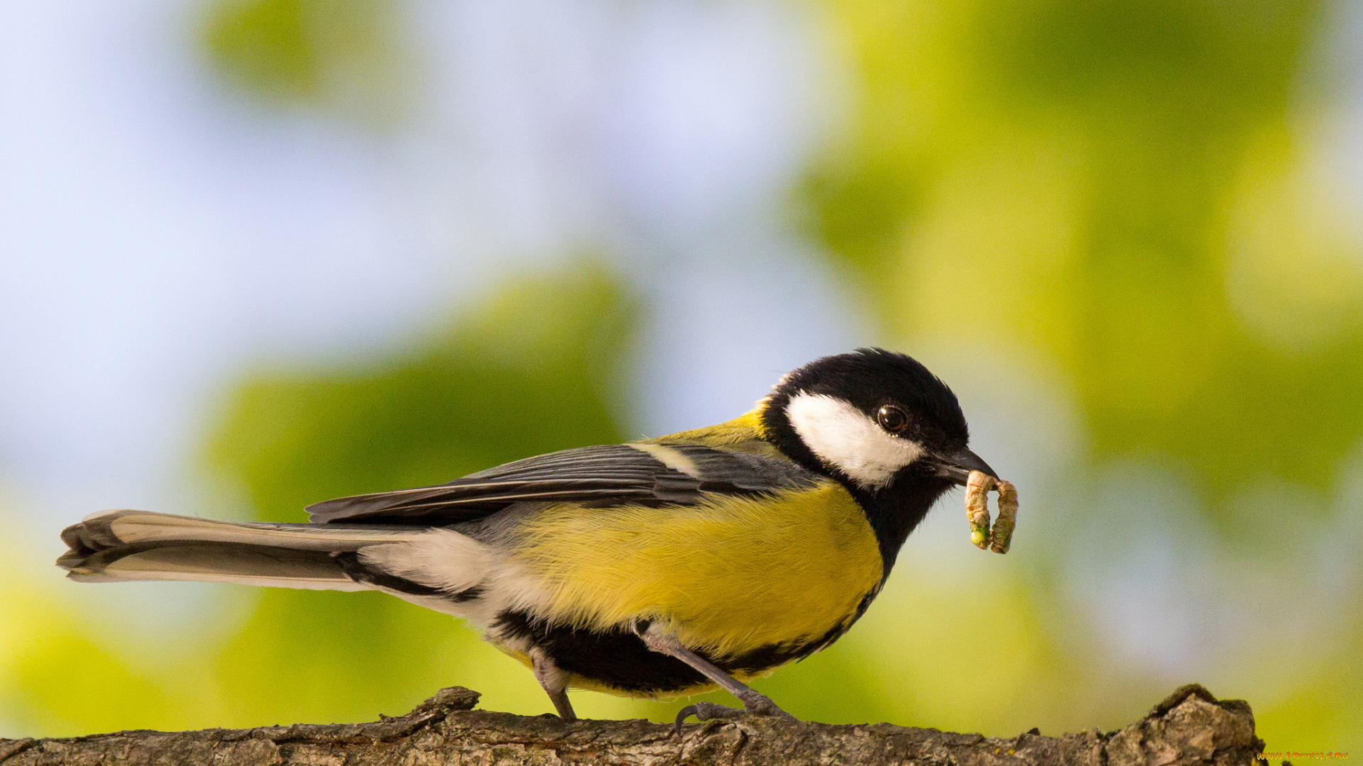 животные, синицы, , лазоревки, синица