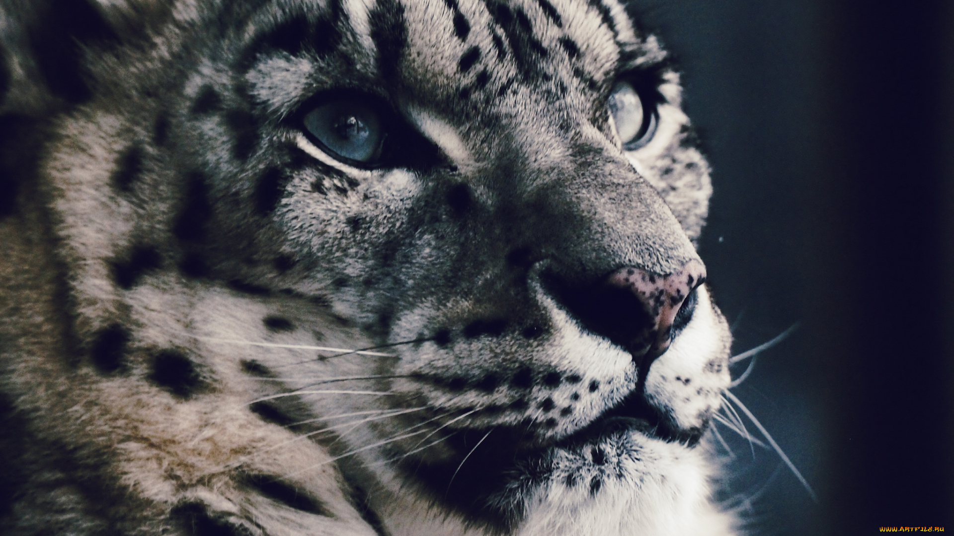 животные, снежный, барс, , ирбис, морда