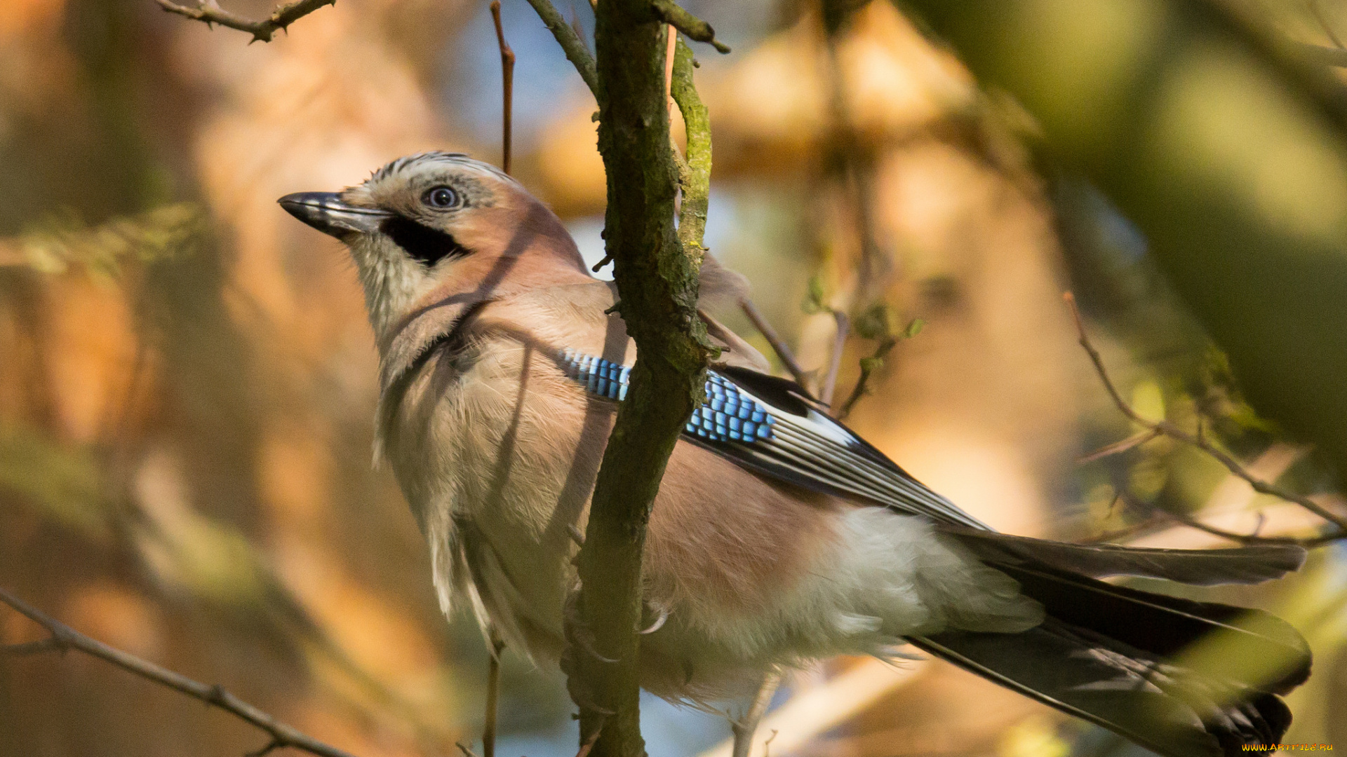животные, сойки, сойка
