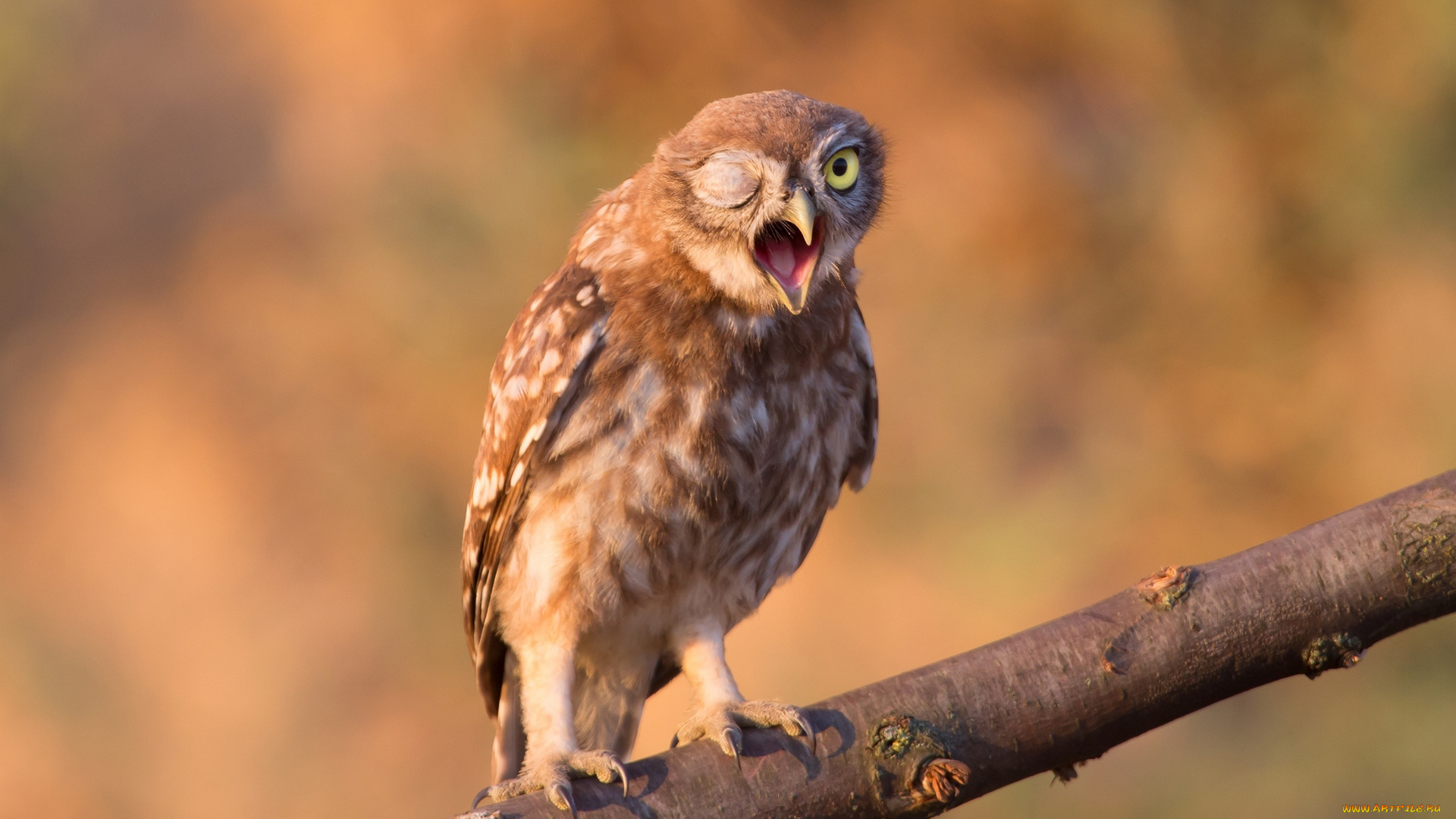 животные, совы, птица, окрас, перья, сова